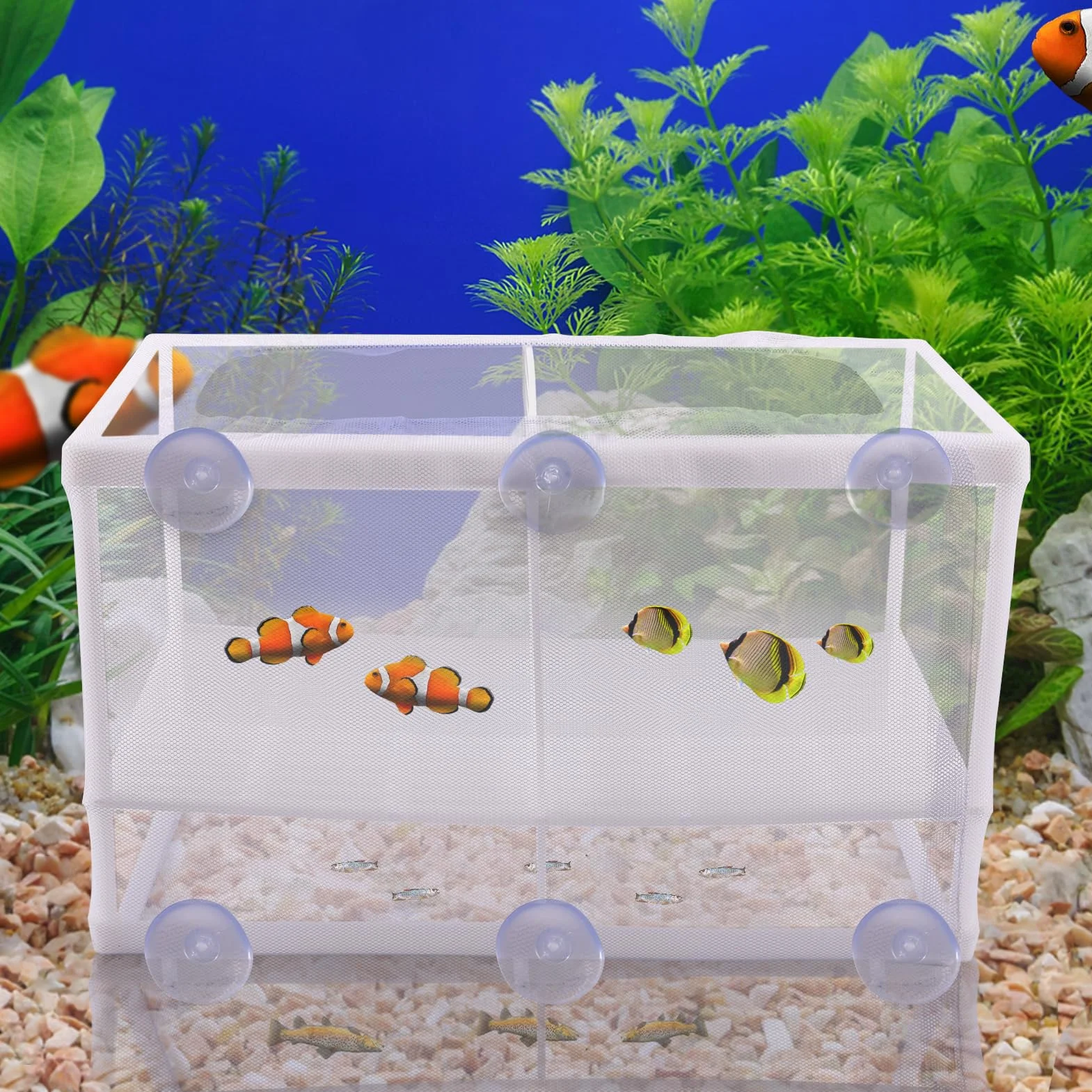 Bassin d'élevage 260 x 155 x 150 mm avec filet d'isolation et ventouses pour aquarium