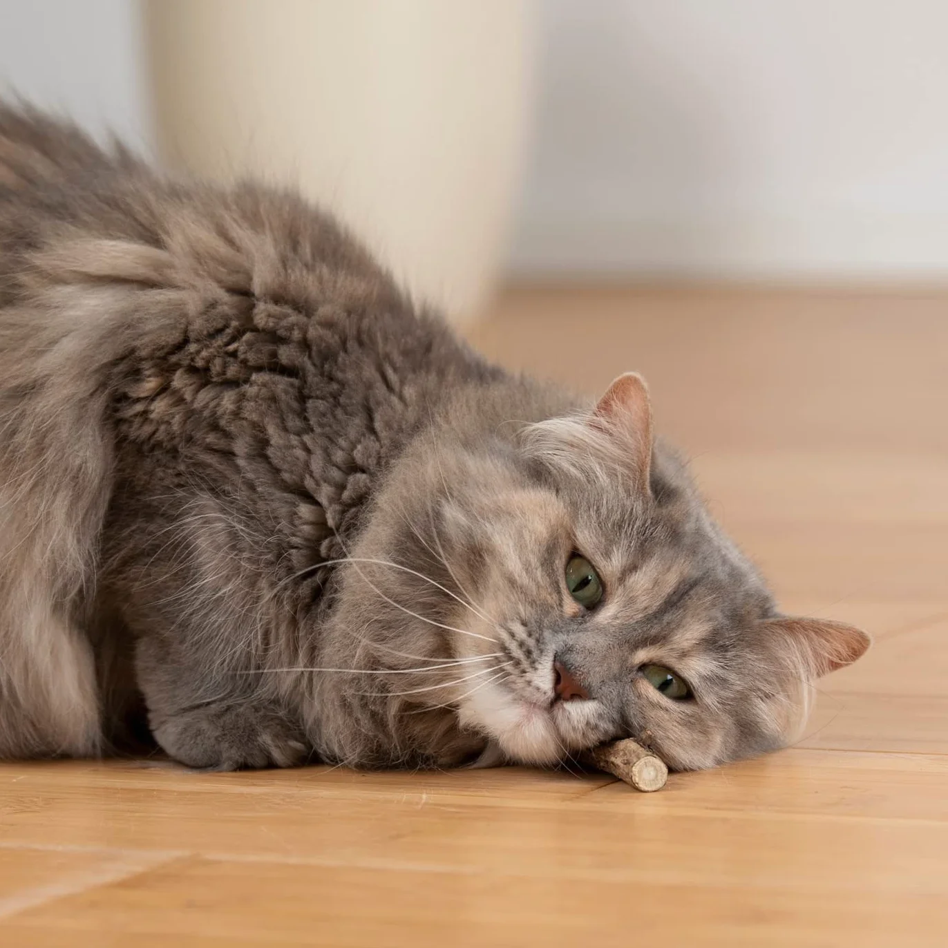 8 bâtonnets pour Chat I Soins dentaires pour Chat & Jouets à mâcher pour Chat I Produit Naturel à Base de matatabi bâtonnets pour Chat Herbe à Chat valériane bâtonnets pour Chat