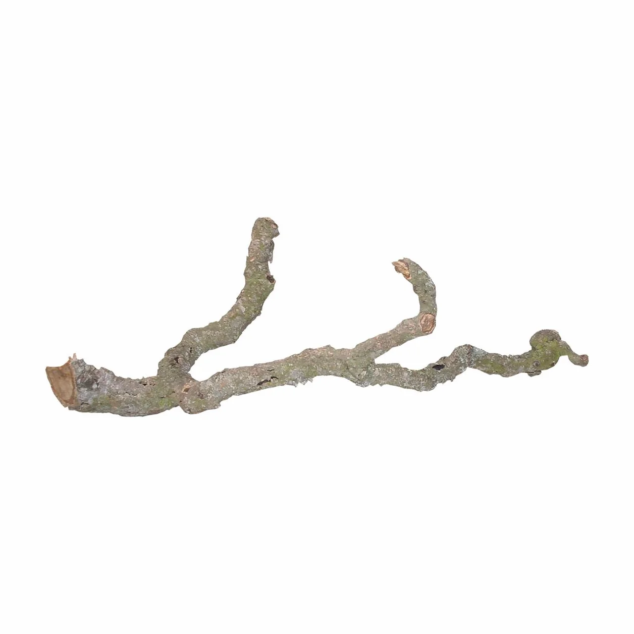 Lucky Reptile DLT-M Tronchos Branche décorative pour Terrarium 90-120 cm