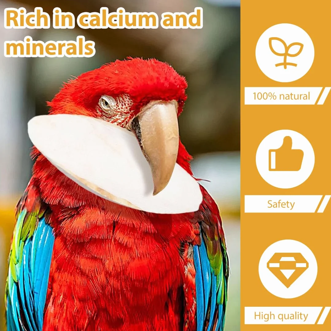 Source Naturelle de Calcium et Minéraux pour Oiseaux, Reptiles, Tortues