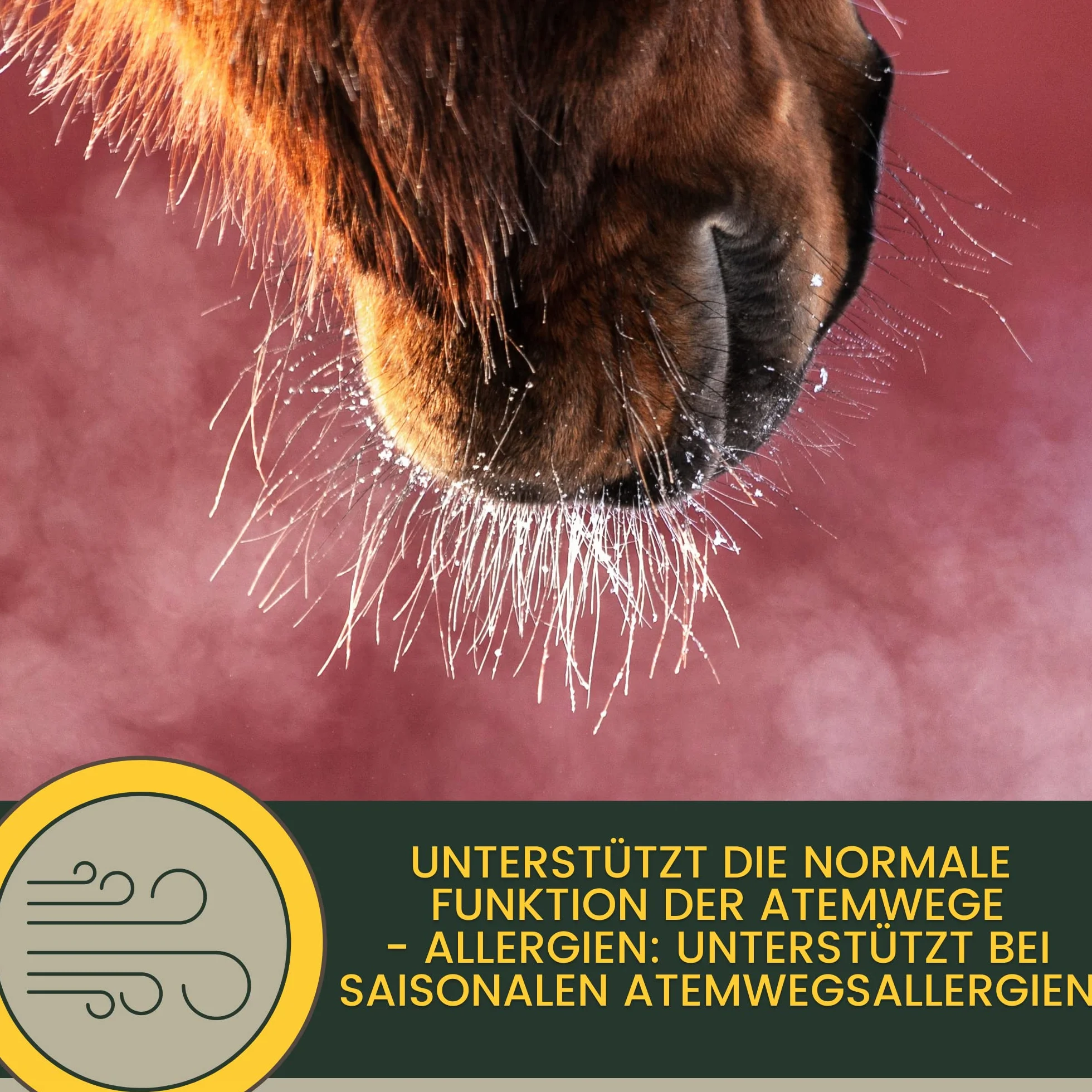 Emma Sirop la toux Cheval - Elixir Herbes Liquide 1L fenouil thym bronchiques remède