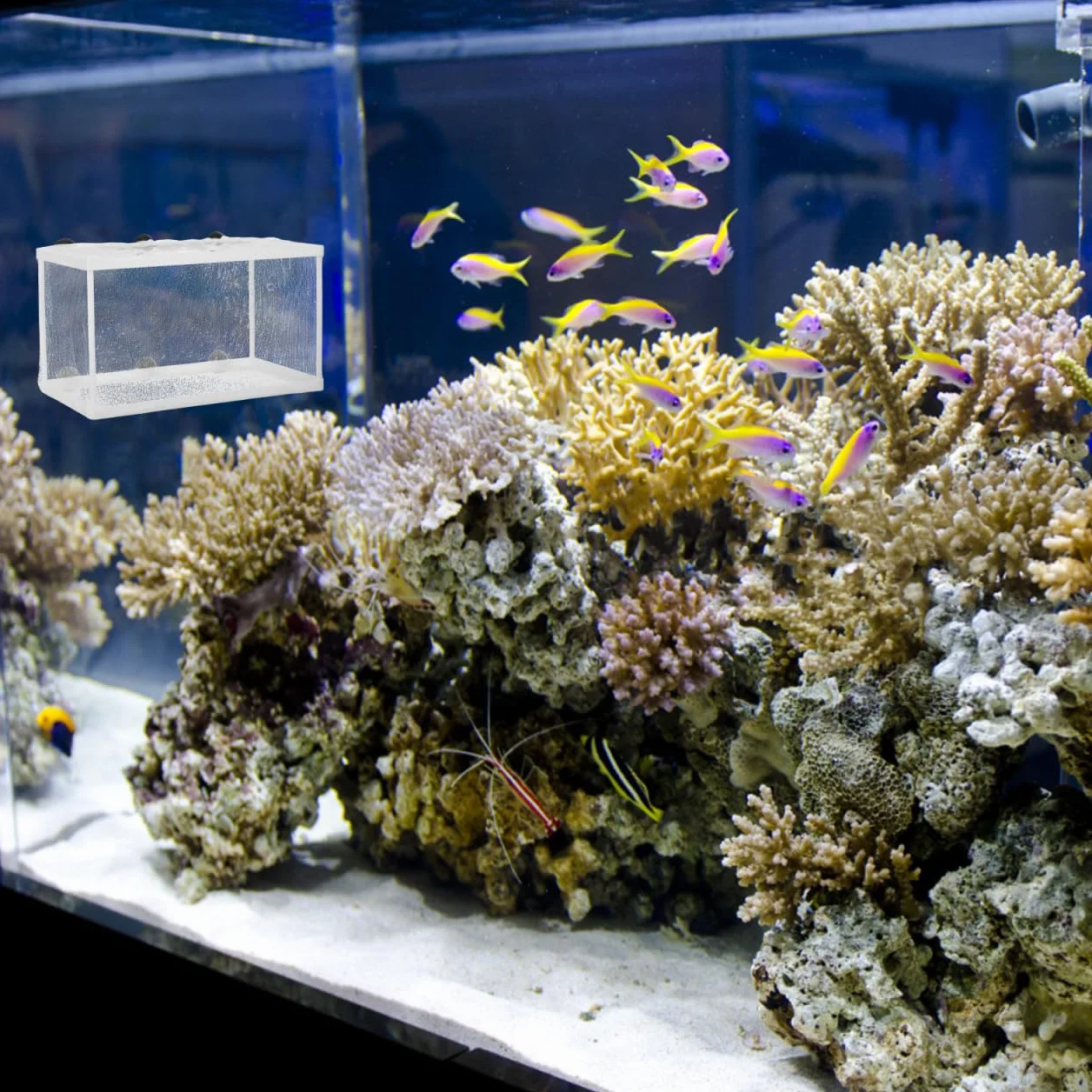 IMIKEYA Couveuse Et Pondoir Aquarium - Boîte D'élevage De Taille pour Nurserie Et Incubation De Poissons