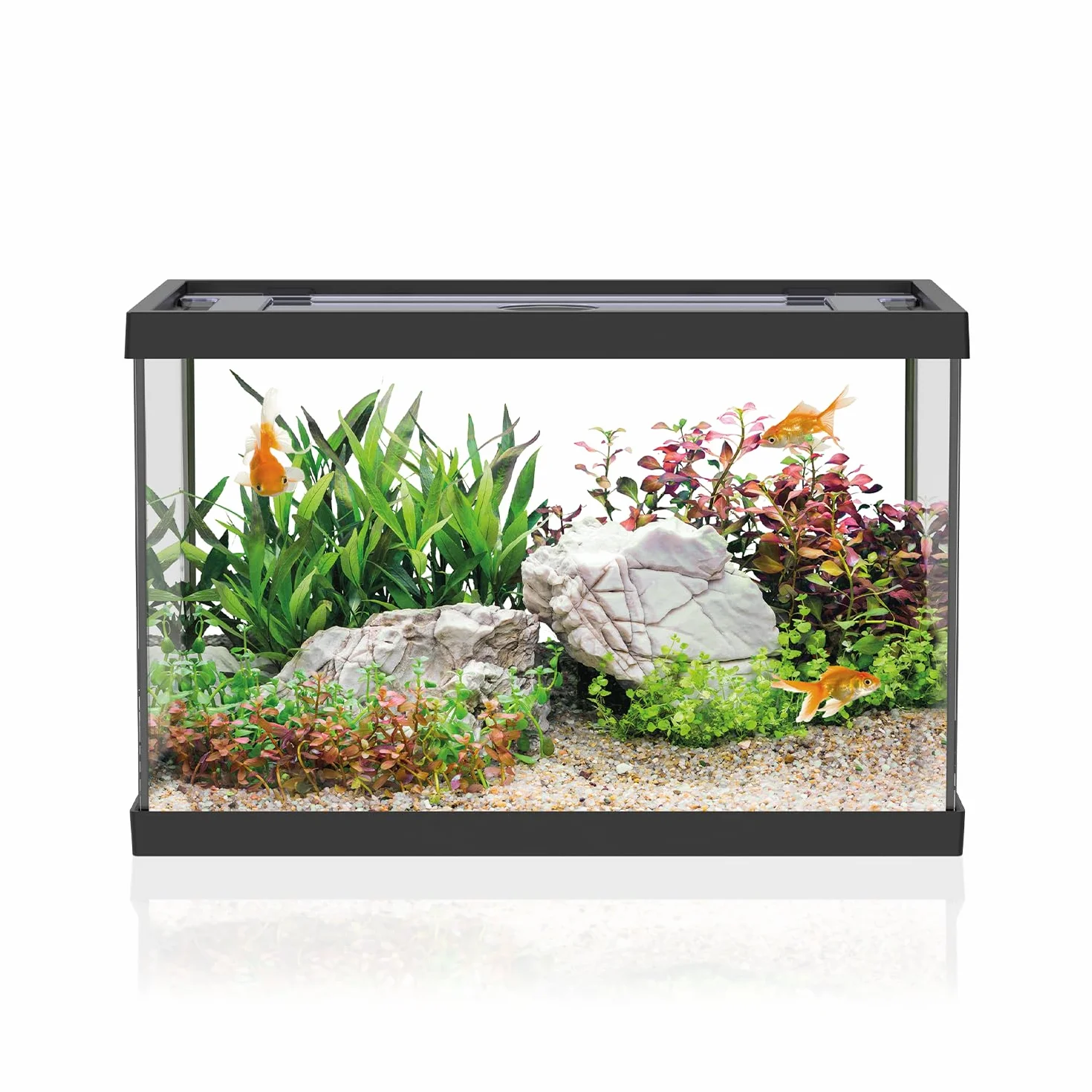 AQPET One Mini Aquarium en Verre Noir 20 litres - Aquarium Complet avec Filtre intérieur, Sable, Plante décorative et Fond - 36 x 22 x 26 cm