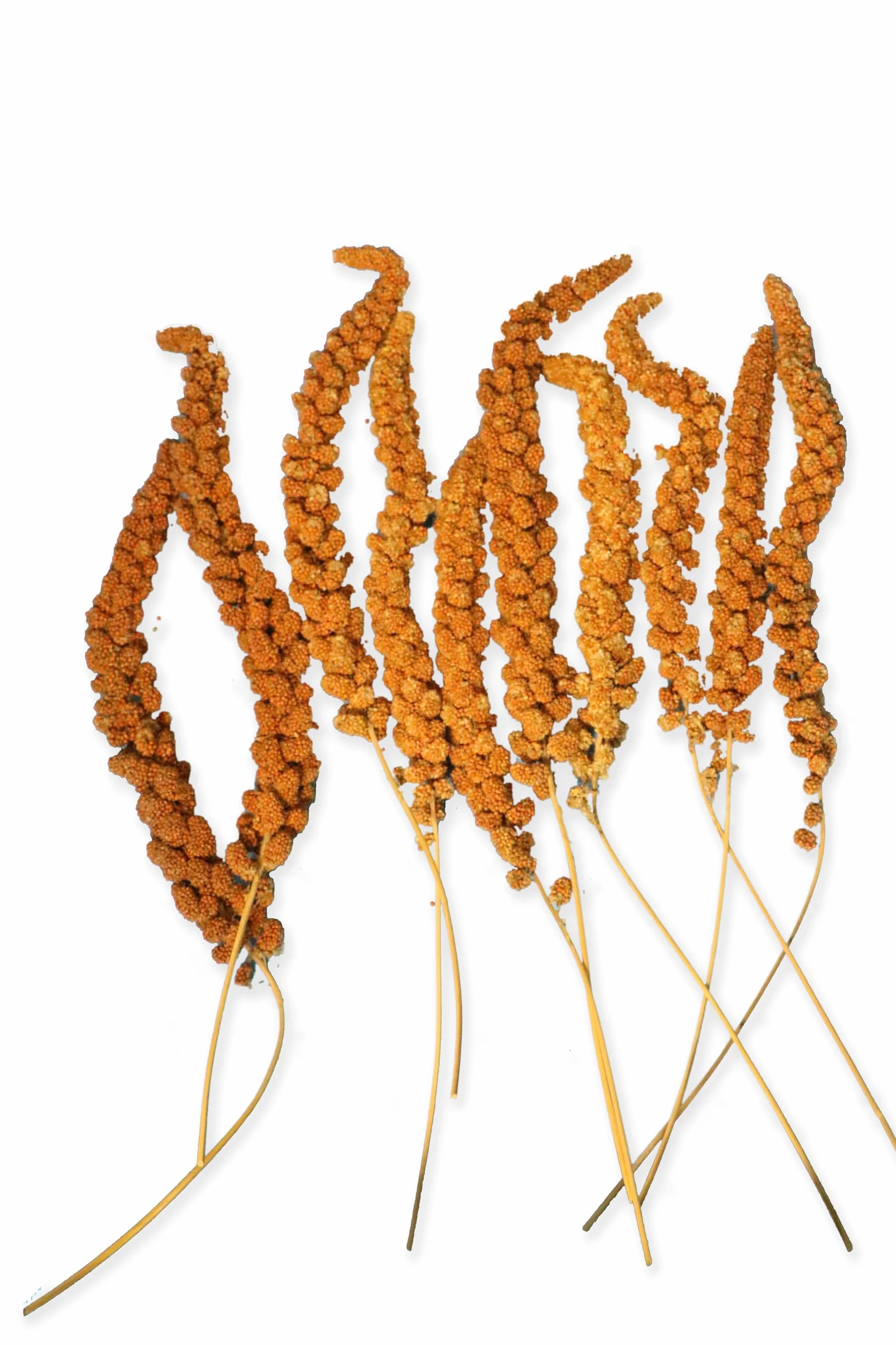 Tyrol Millet Roux GRAPPES 200G