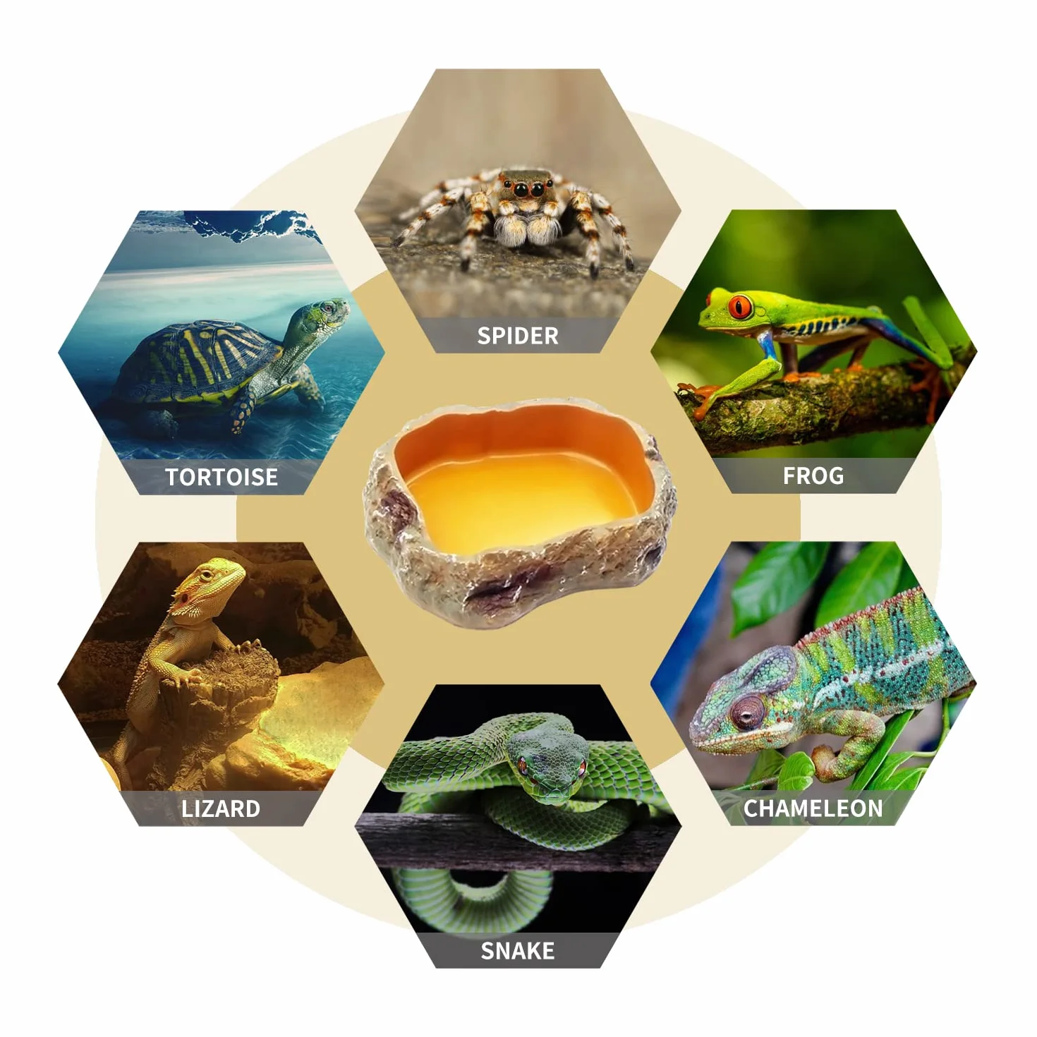 Reptile Growth Accessoire Terrarium 2 pièces gamelle Pinces à Alimentation Longue Acier Inoxydable Brucelles incurvées Droites Convient Geckos