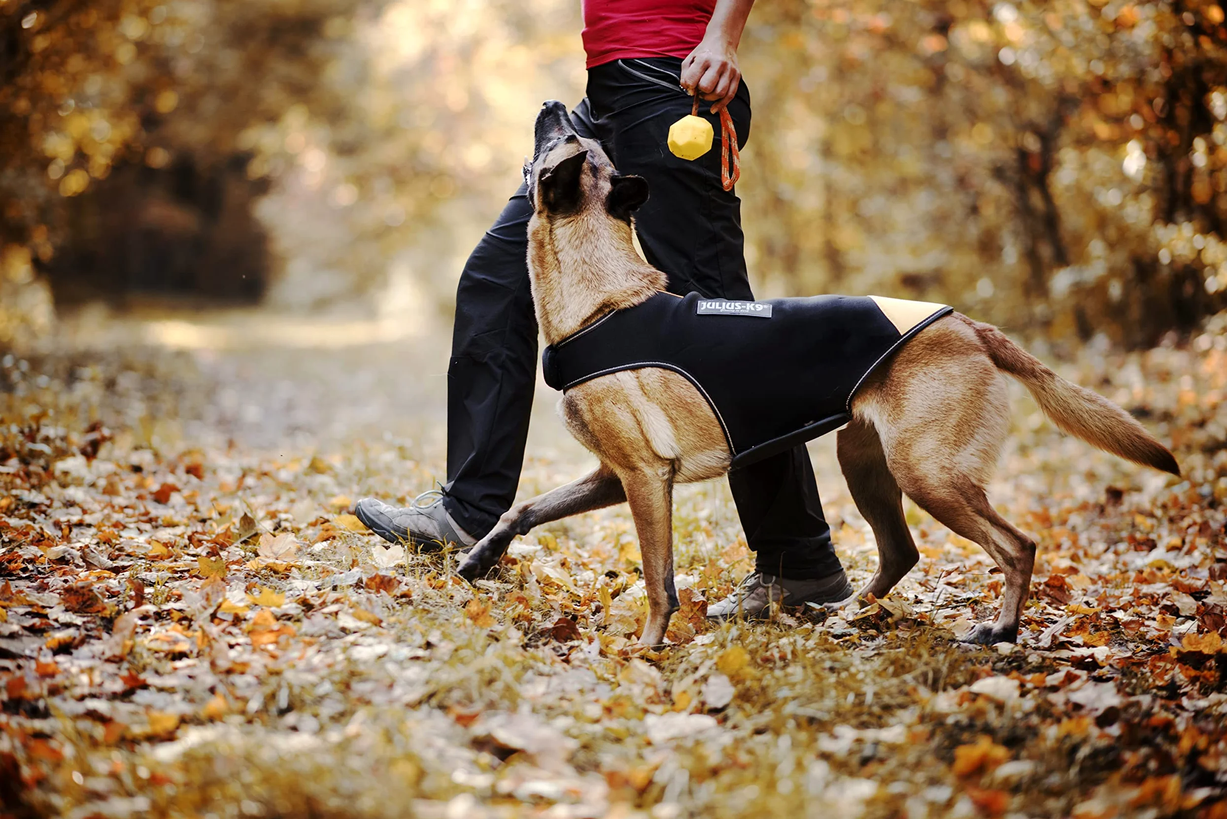 JULIUS K-9 Manteau IDC en néoprène pour chiens, Taille: M, Jaune