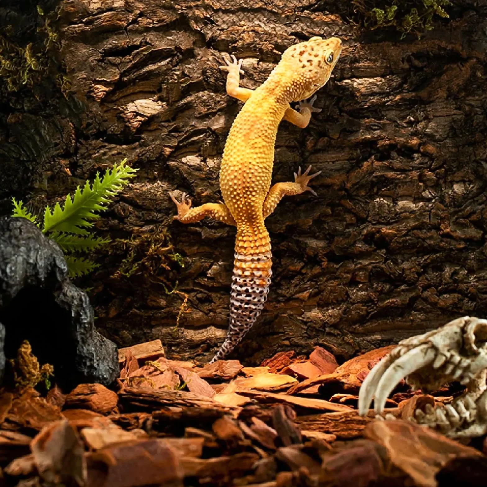Lot de 2 parois arrière en écorce de liège pour terrarium - Aspect naturel - Surface d'escalade pour reptiles gecko, barbes, tortues