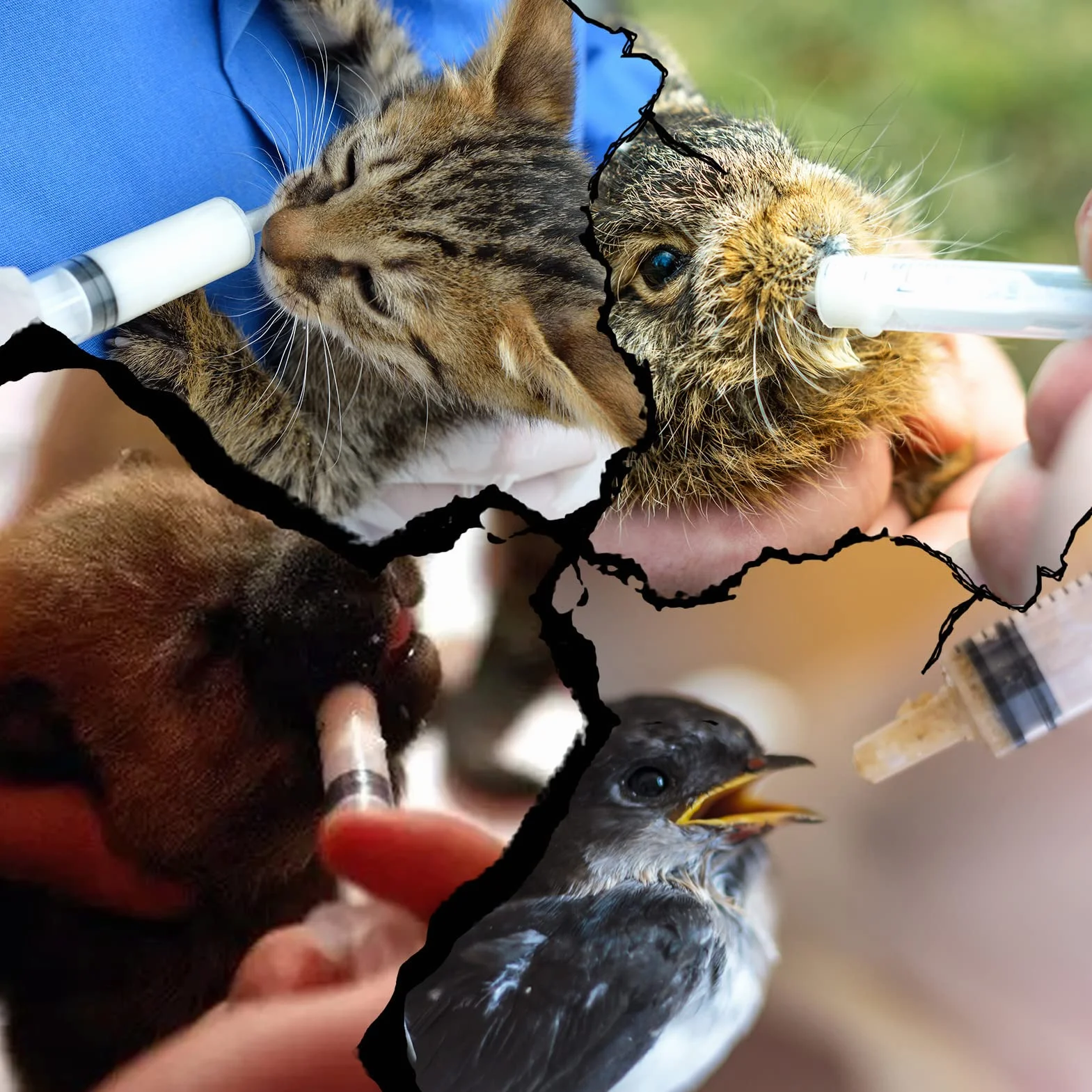 Seringue Alimentaire 20ml Plastique pour Oiseaux Alimentation Animale Mesure Liquide