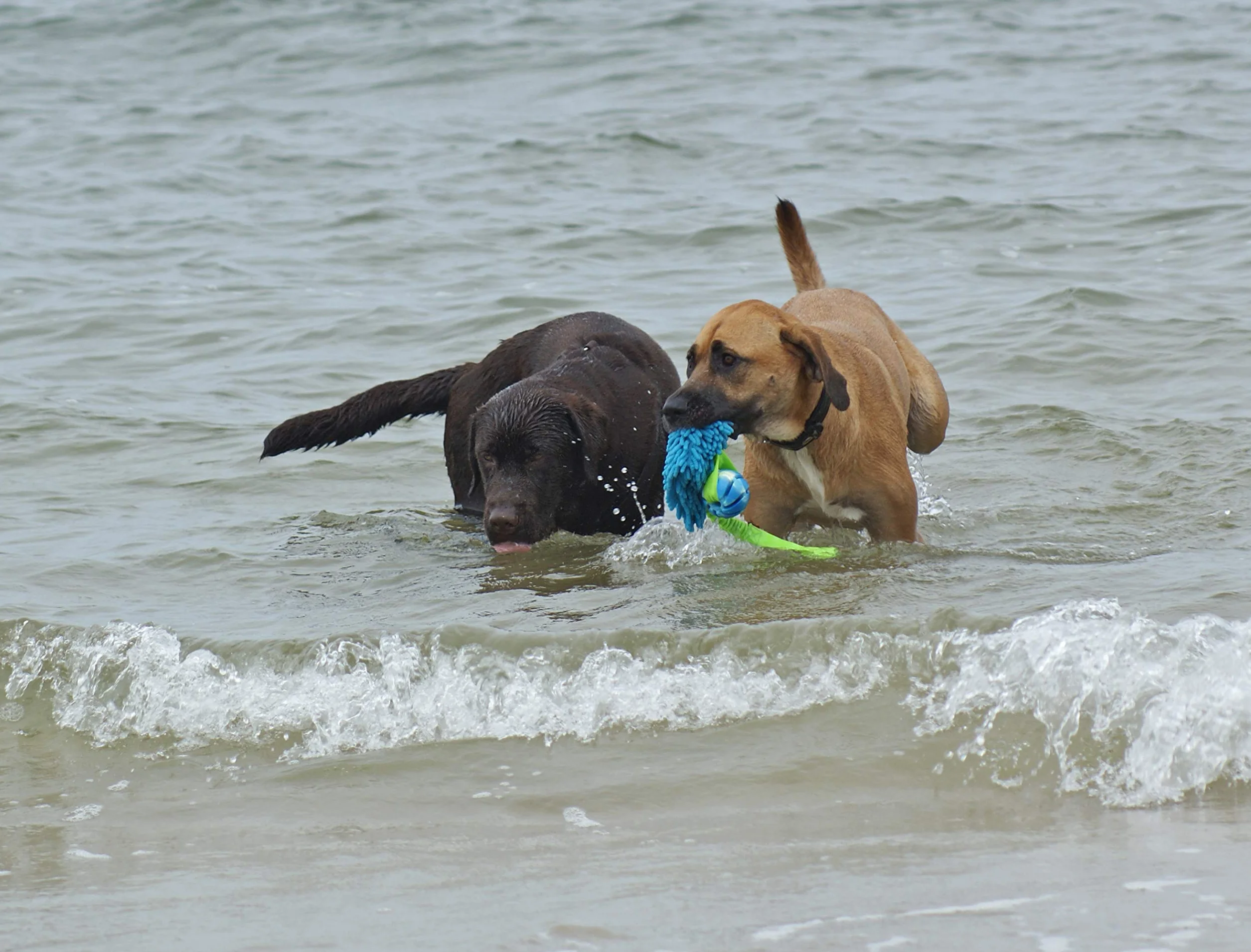 Dingo Jouet de Tug Flottant avec Balle Aromatisée Poignée Bungee Microfibre Bleu