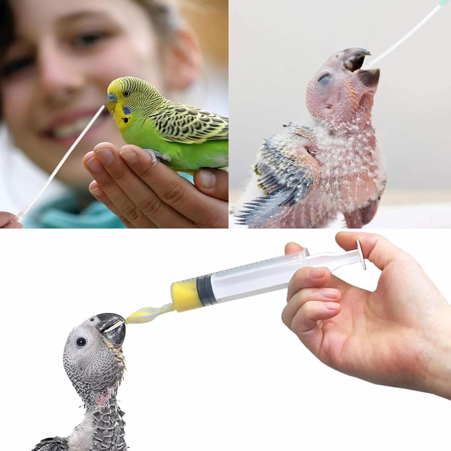 Tuyau d'alimentation pour Oiseaux Seringue 10 ML Acier Inoxydable