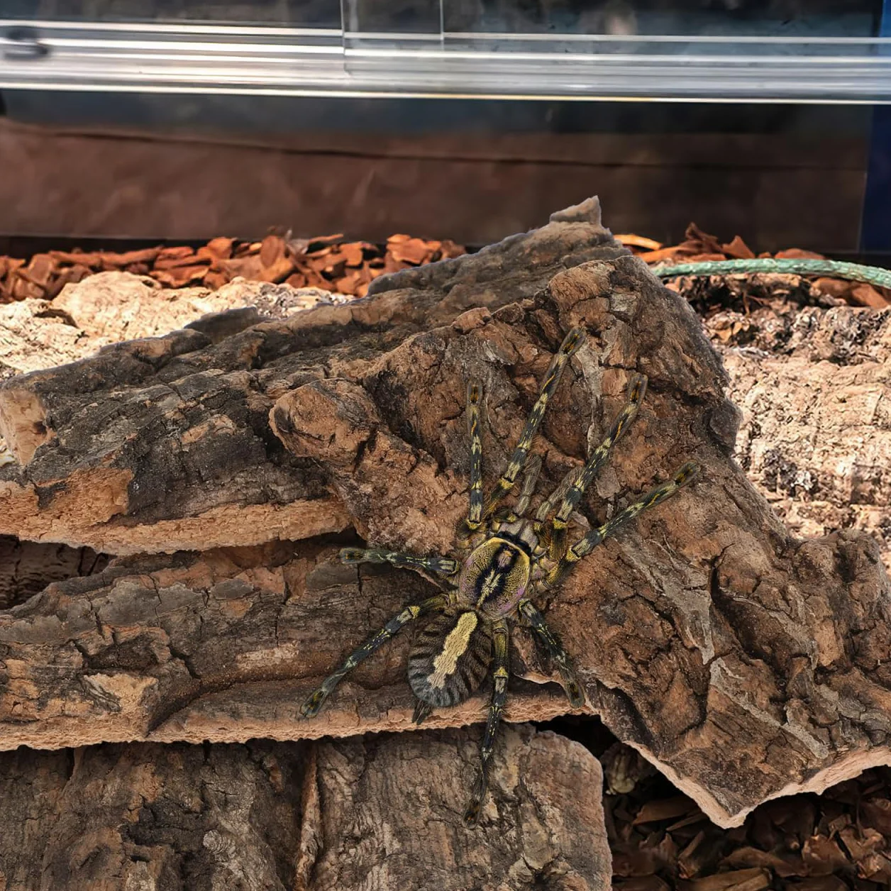 Lot de 10 Écorces de Liège Naturelles pour Terrarium d'escalade Reptiles Décoration Arbre Tortues Lézards
