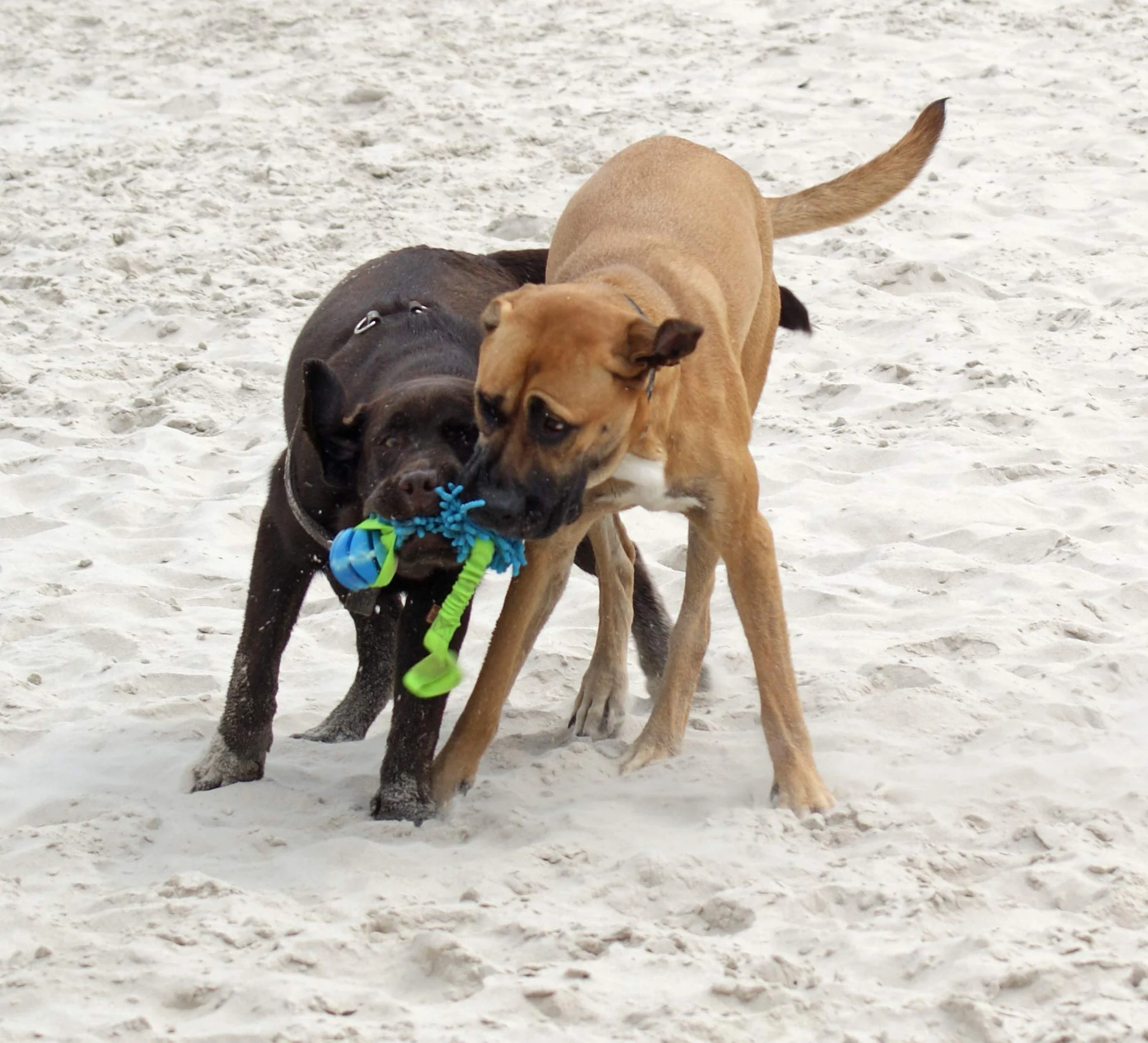 Dingo Jouet de Tug Flottant avec Balle Aromatisée Poignée Bungee Microfibre Bleu