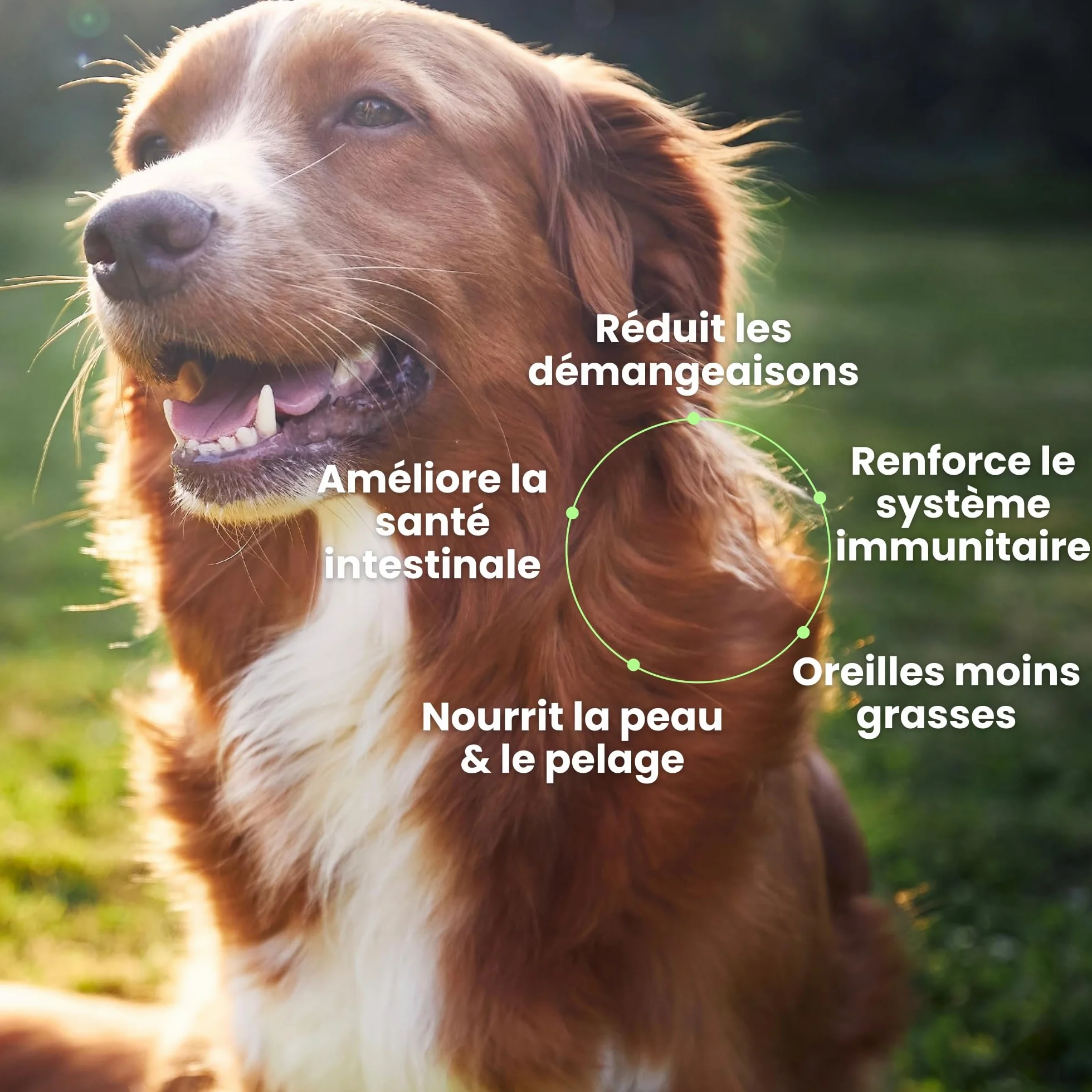 BESTI Compléments Alimentaires Premium pour Chiens Démangeaisons Omega 3 Probiotiques Saumon 300g