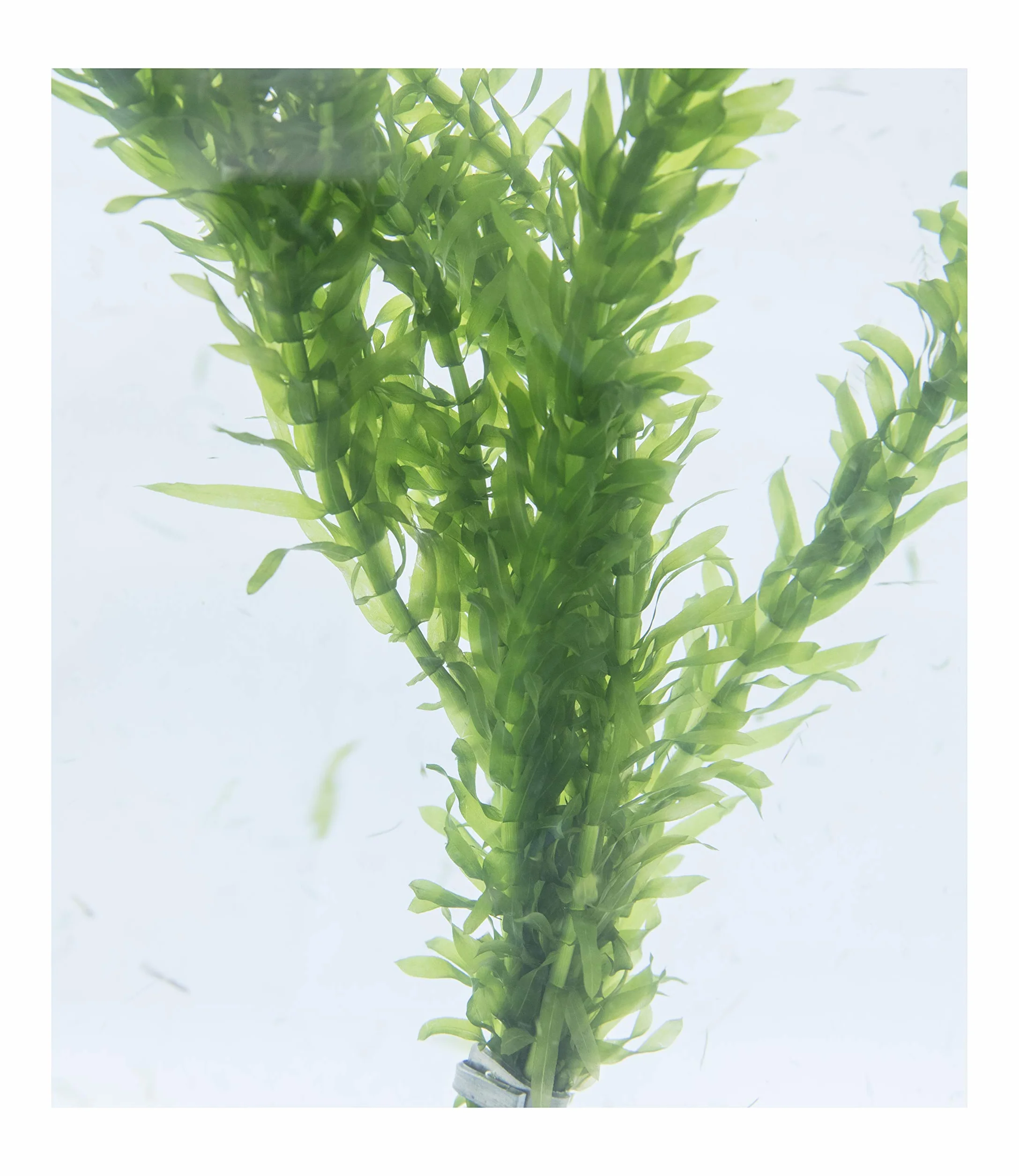 Lot de 10 tiges Élodée dense plante oxygénante pour bassin aquarium
