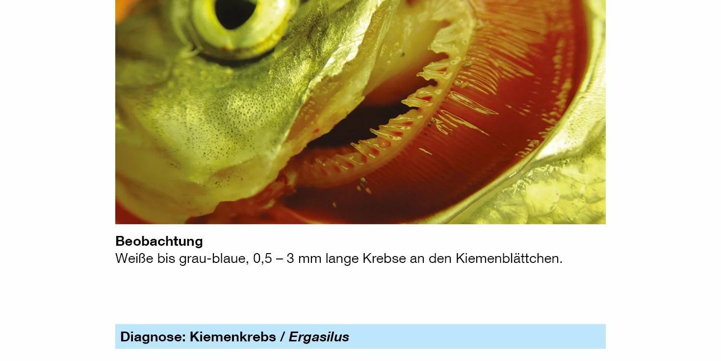SERA Argulol med Professional