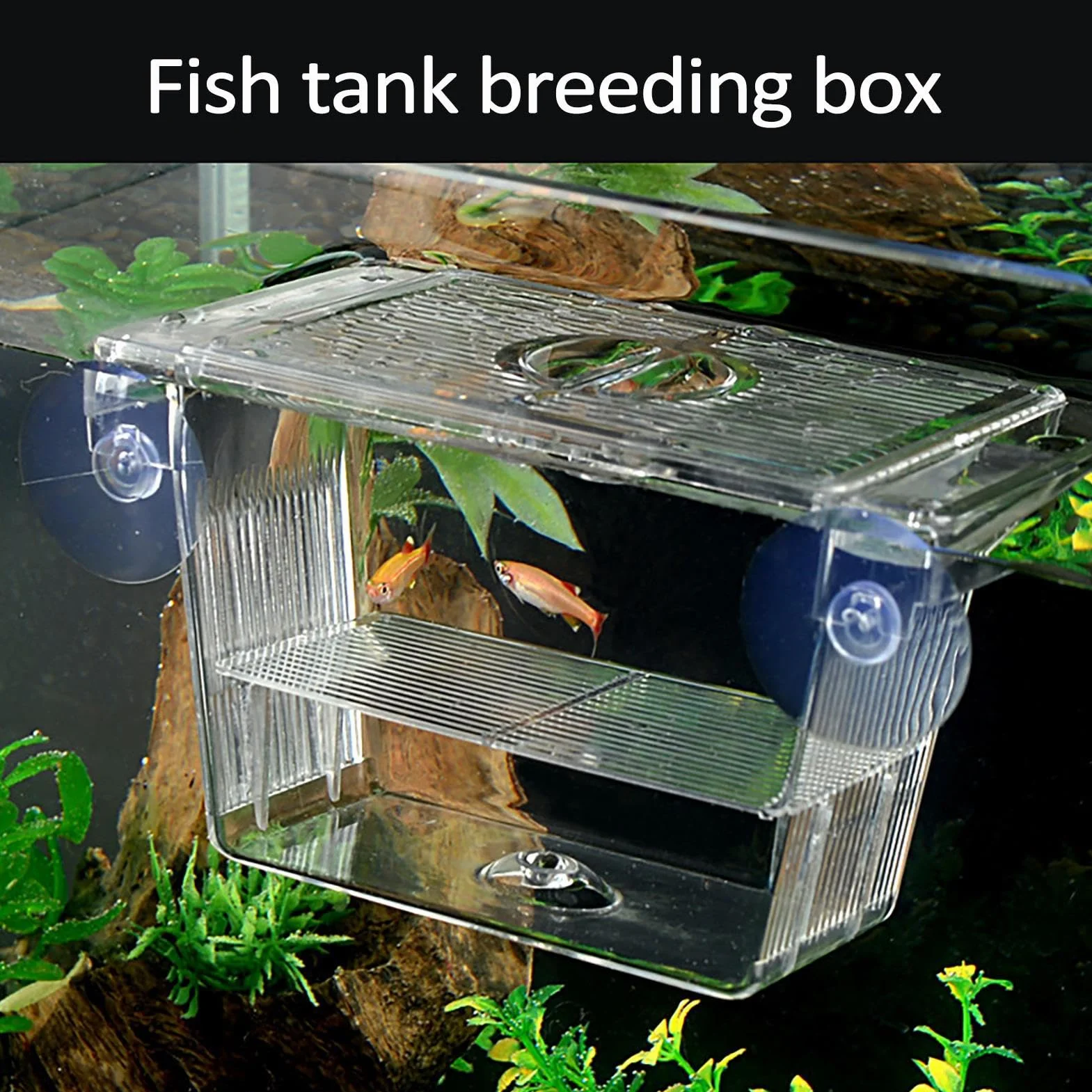 Boîte d'isolation Transparente pour Poissons et Crevettes - Réservoir d'incubateur en Acrylique pour Aquarium