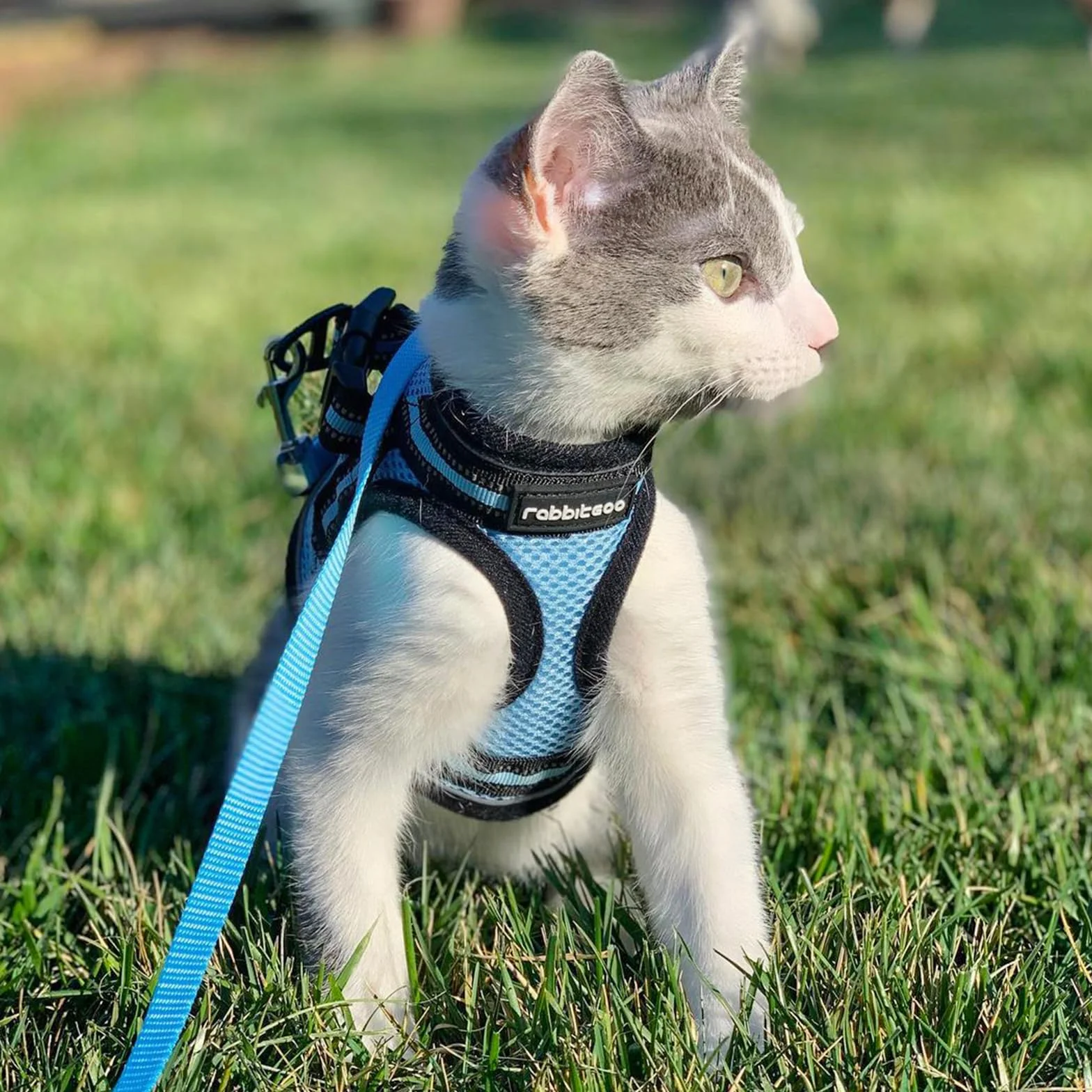 Rabbitgoo Harnais Chat avec Laisse, Gilet Réglable Respirant Bande Réfléchissante pour Persan Ragdoll American Shorthair Bleu Clair