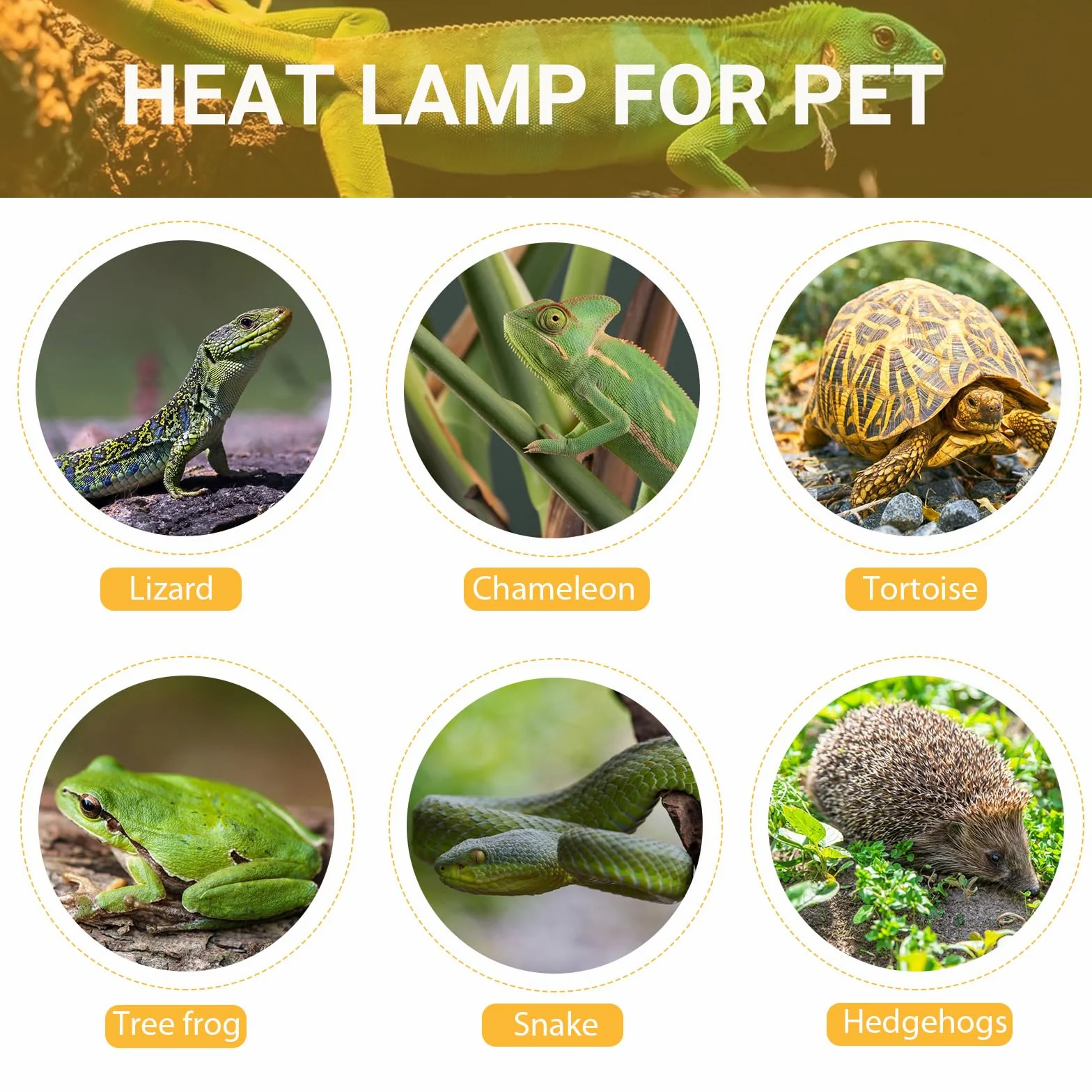 Caldarax Ampoule Chauffante Terrarium E27 Dimmable 25W UVA UVB Lampe Reptile 230V Lot de 2