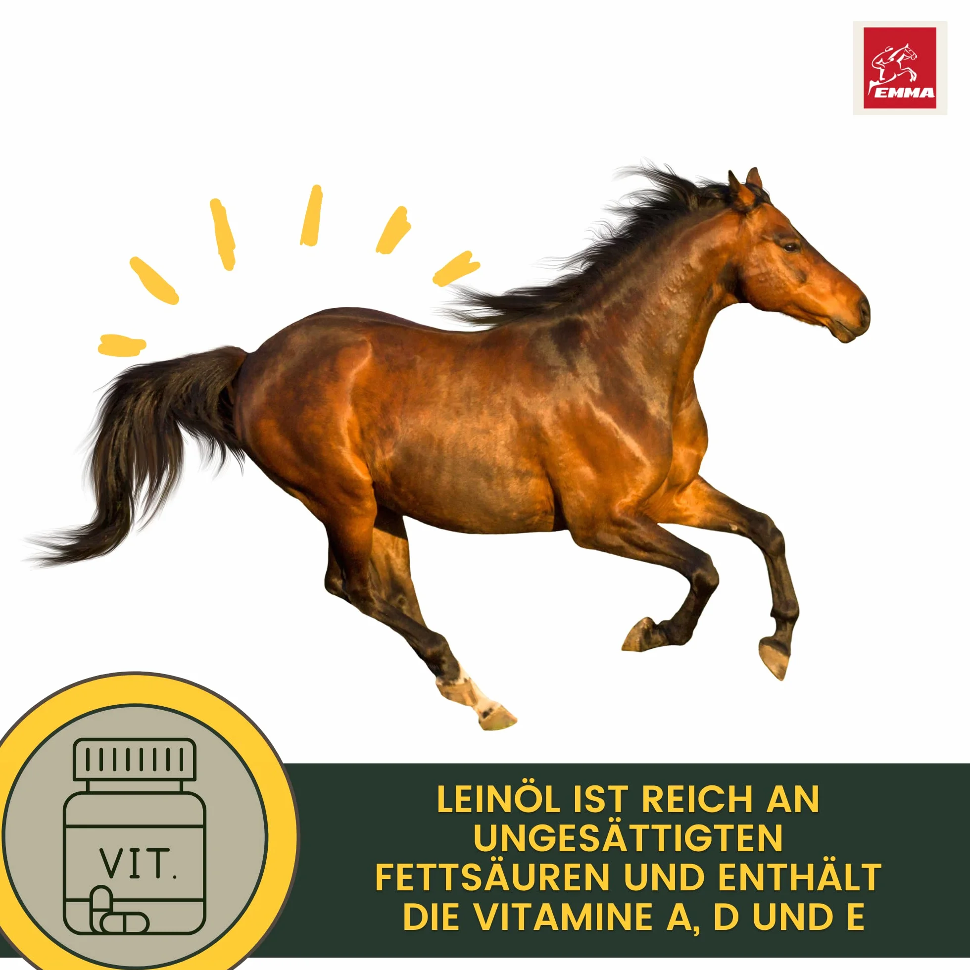 Huile de Lin pour Chevaux Chiens Chats 2,5L Pressée à Froid 100% Oméga 3 Acides Gras