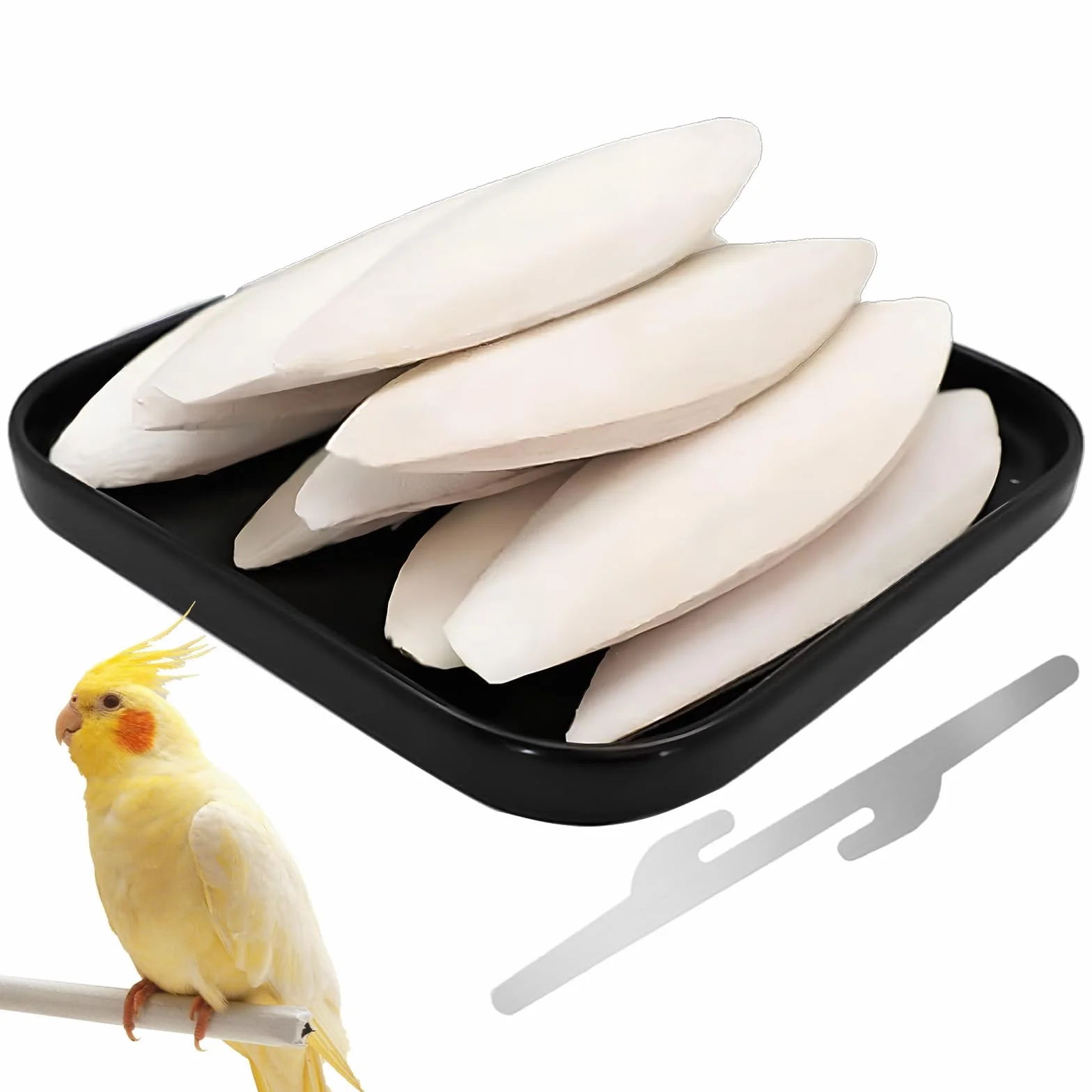 Os de Seiche Naturel 8-12 cm avec Support - Source de Calcium pour Oiseaux, Reptiles, Tortues