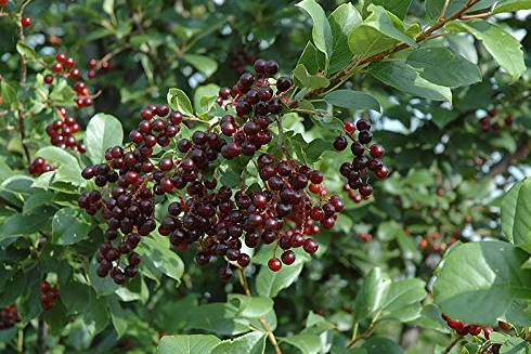 Nero Chokecherry Prunus Virginiana Schubert Semi Choke