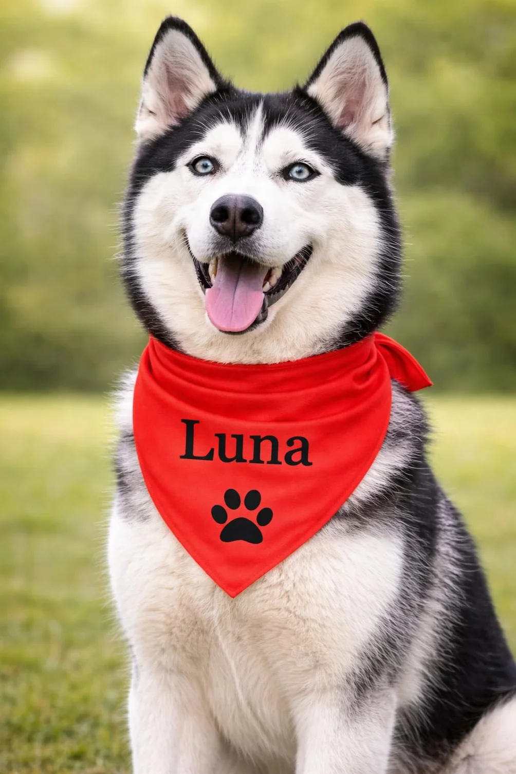 Bandana Chien Personnalisé avec Nom – Foulard pour Chien Personnalisable – Lavable – Fabriqué en Europe (M, Couleur Unie)