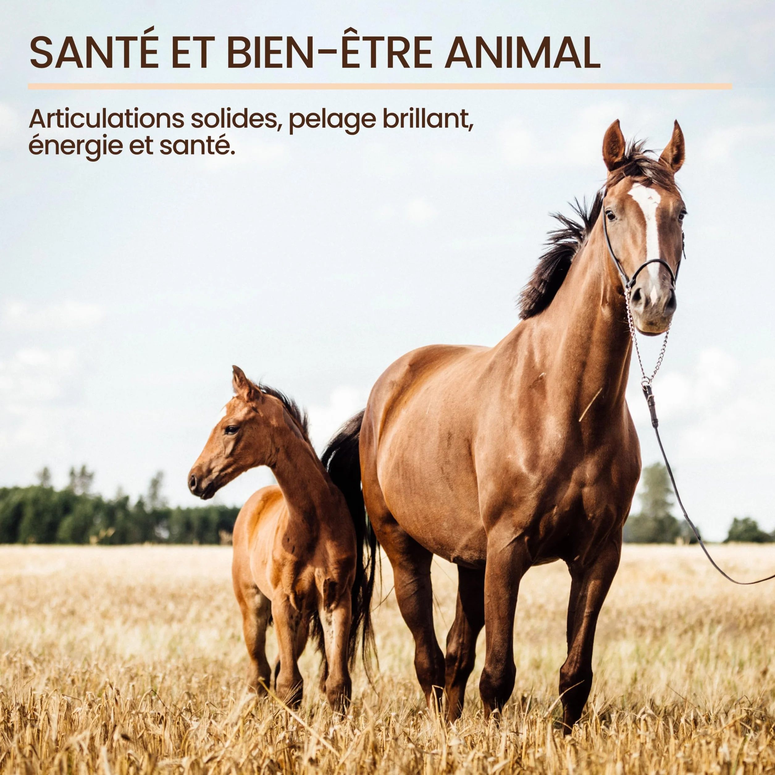 Huile de Lin VET Alimentaire 5000 ML Omega 3-6-9 Vitamines A-D-E-K pour Digestion Cœur Vaisseaux Sanguins