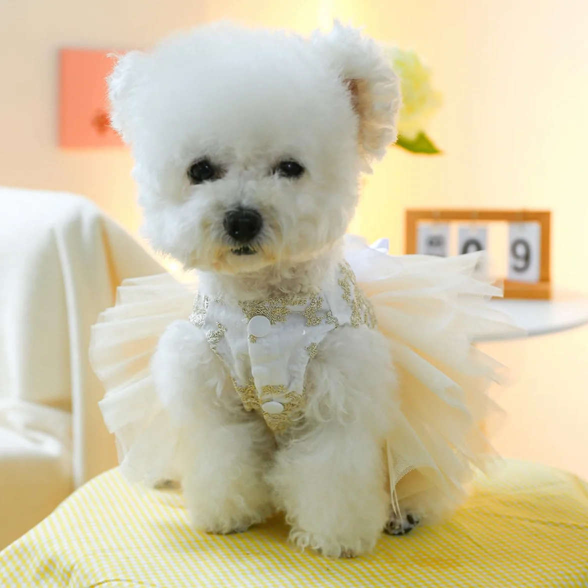Robe chien fille champagne luxe mariée tutu princesse multicouche brodée fleurs chat taille M