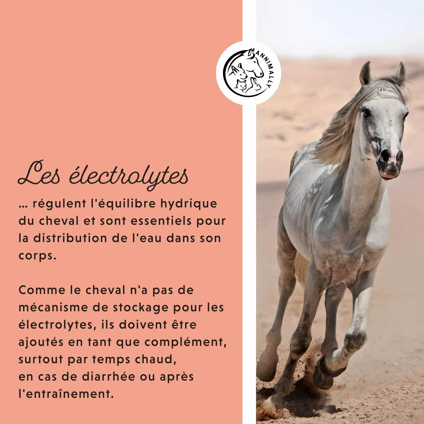 Annimally Électrolytes Liquides pour Chevaux 1000ml Sodium Potassium Acerola Calcium Magnésium Vitamine B sans Sucre
