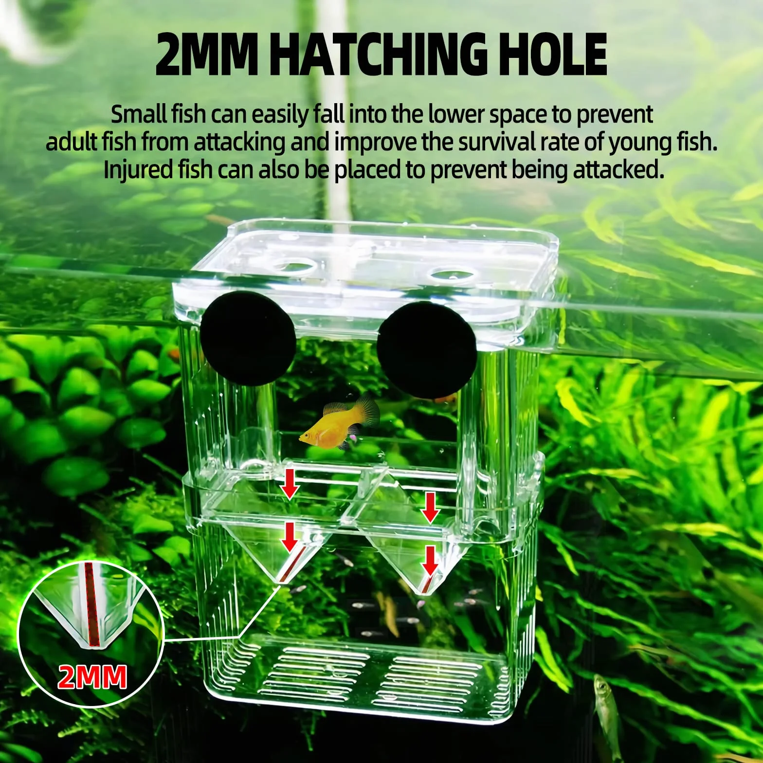 Boîte d'élevage pour Aquarium avec Compartiment Isolant, Accessoires pour Petits Poissons Taille S