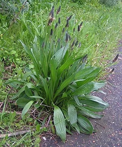 Graines de Plantain Lancéolé, Plantago Lanceolata 5g