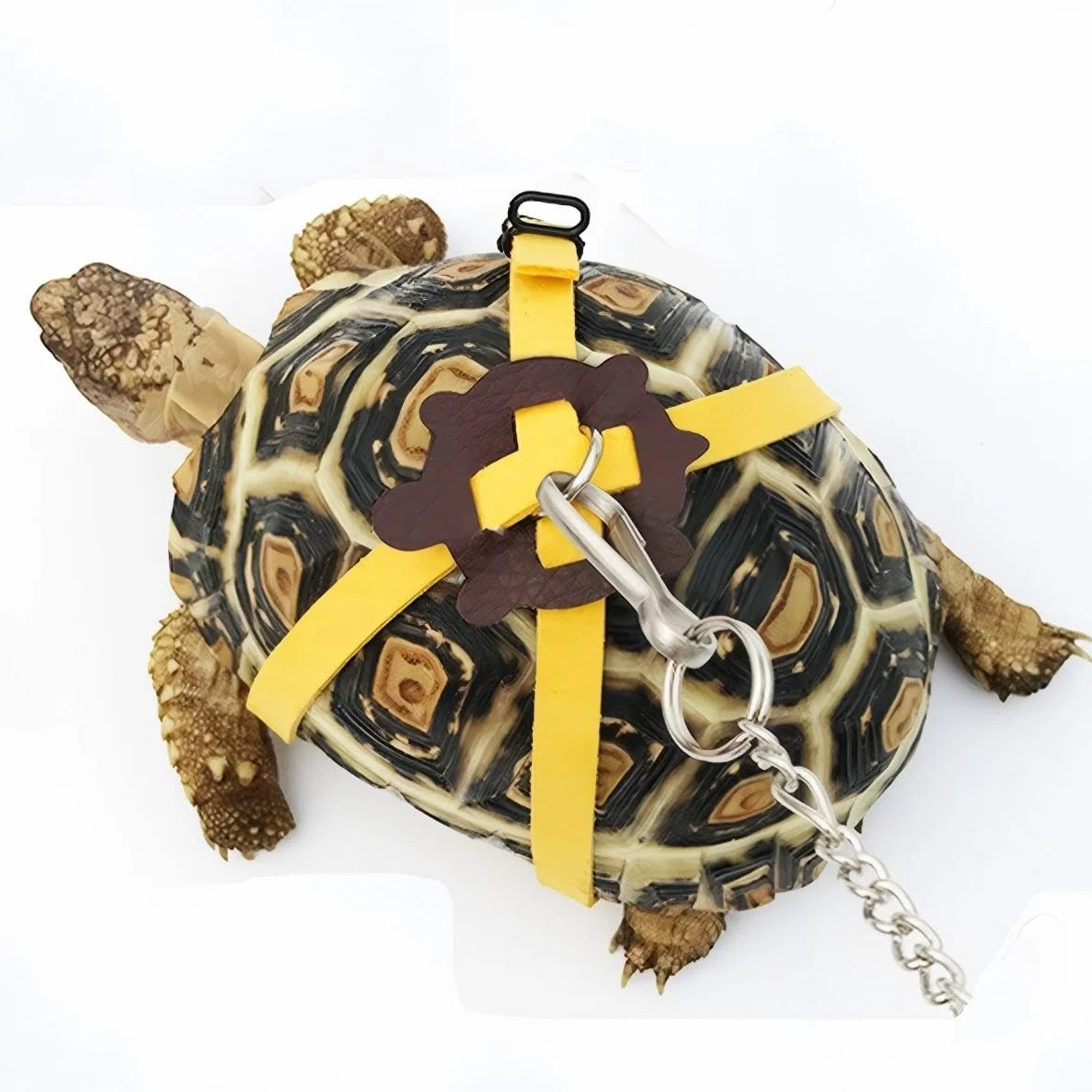 Harnais en Cuir pour Tortue de Compagnie, Corde de Marche Réglable