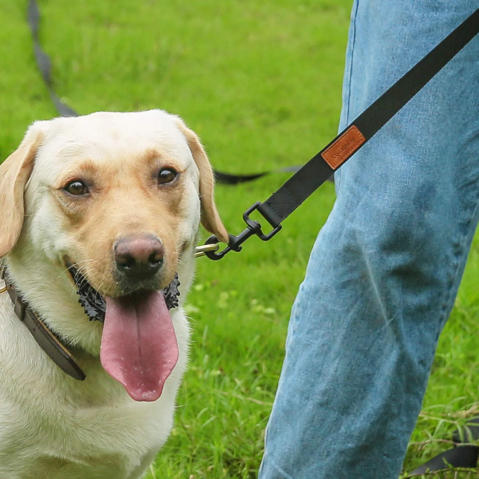 Longe pour Chien 3m 5m 10m 15m 20m 25m 30m Laisse de Dressage Robuste Poignée Rembourrée
