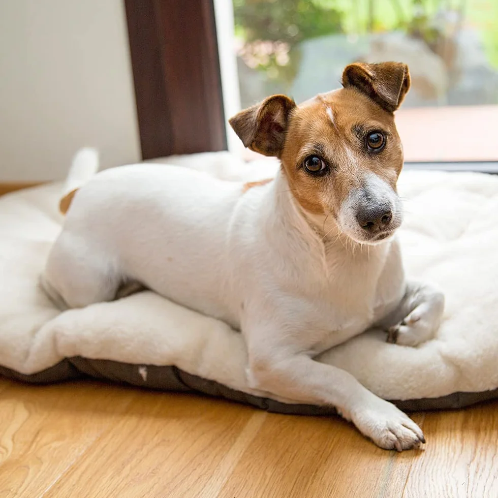 Ferplast Panier Chien Lavable Tapis 65x42 cm Coton Beige