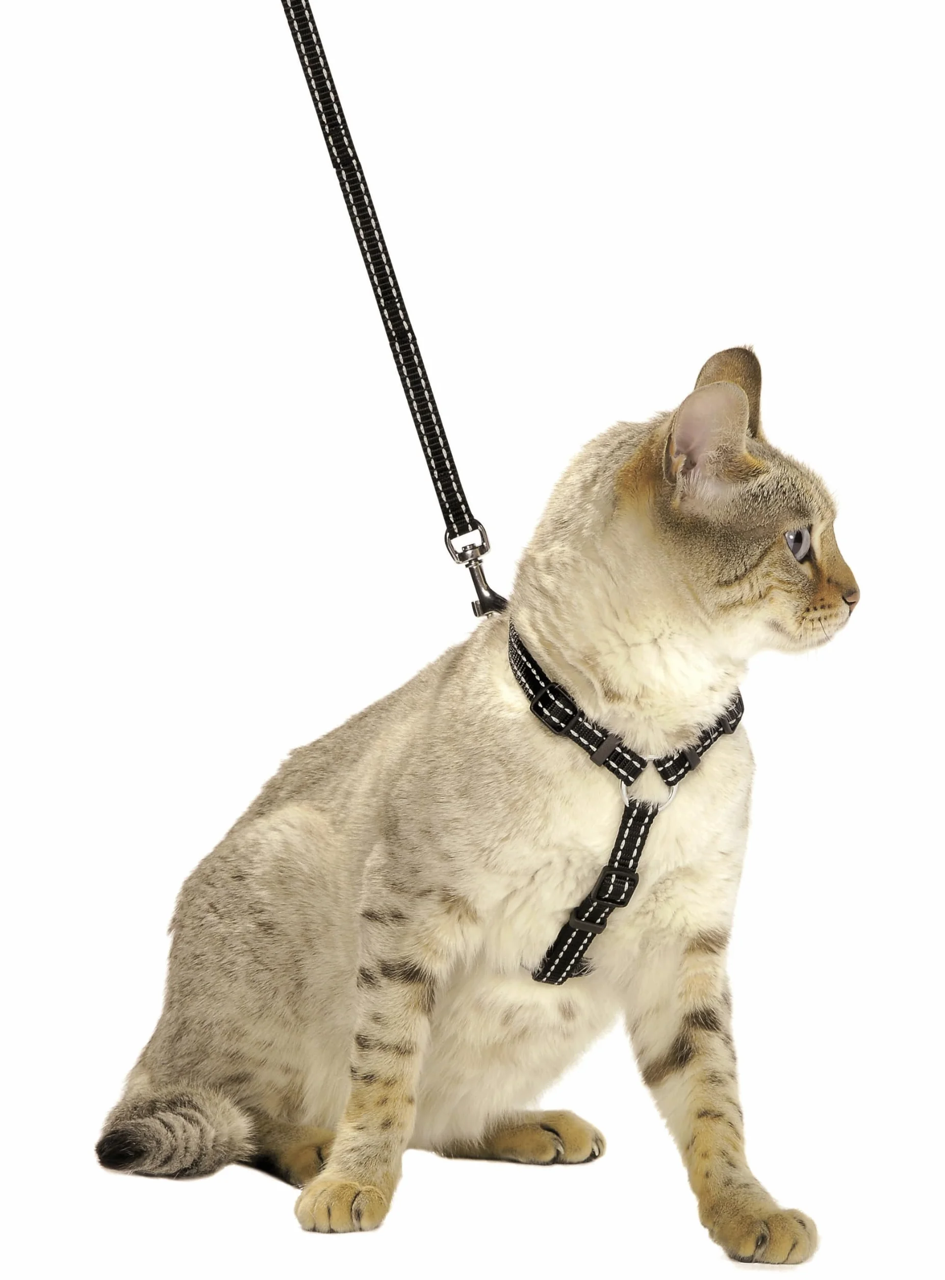 Bobby Harnais + Laisse Chat Safe