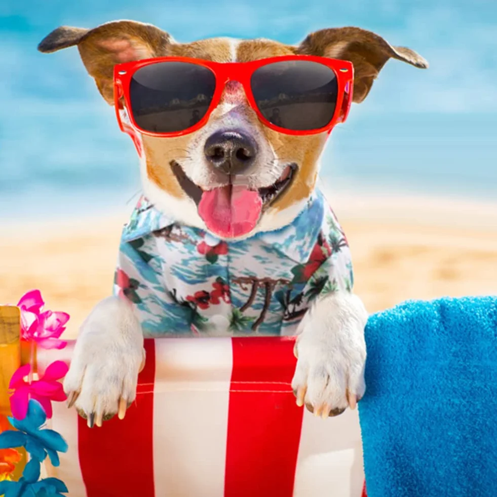 Chemise hawaïenne chien t-shirt d'été confortable beach resort style vêtements pour animaux petits à moyens chiens chats M