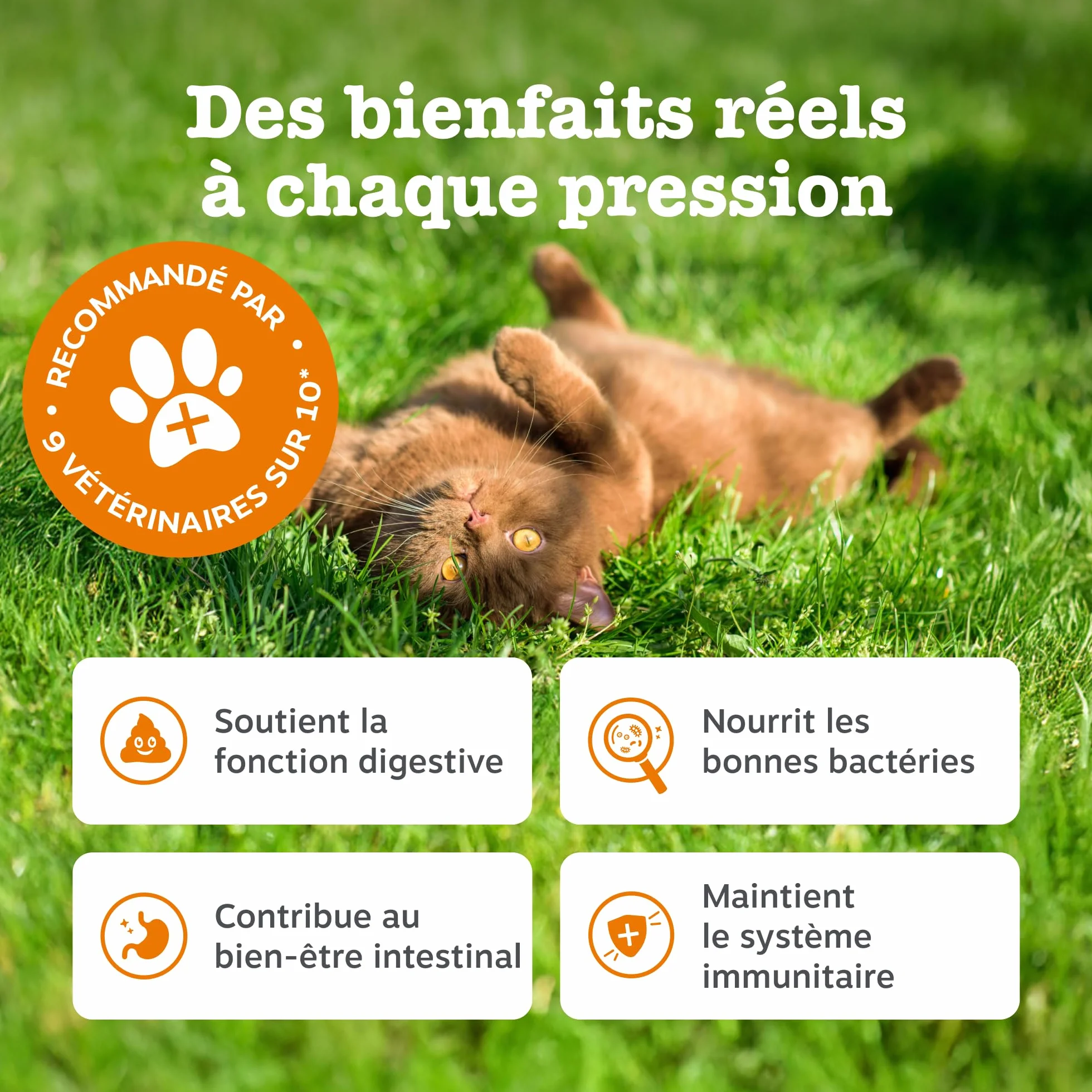 Zesty Paws Pâte Digestion Prébiotiques Chats 75g