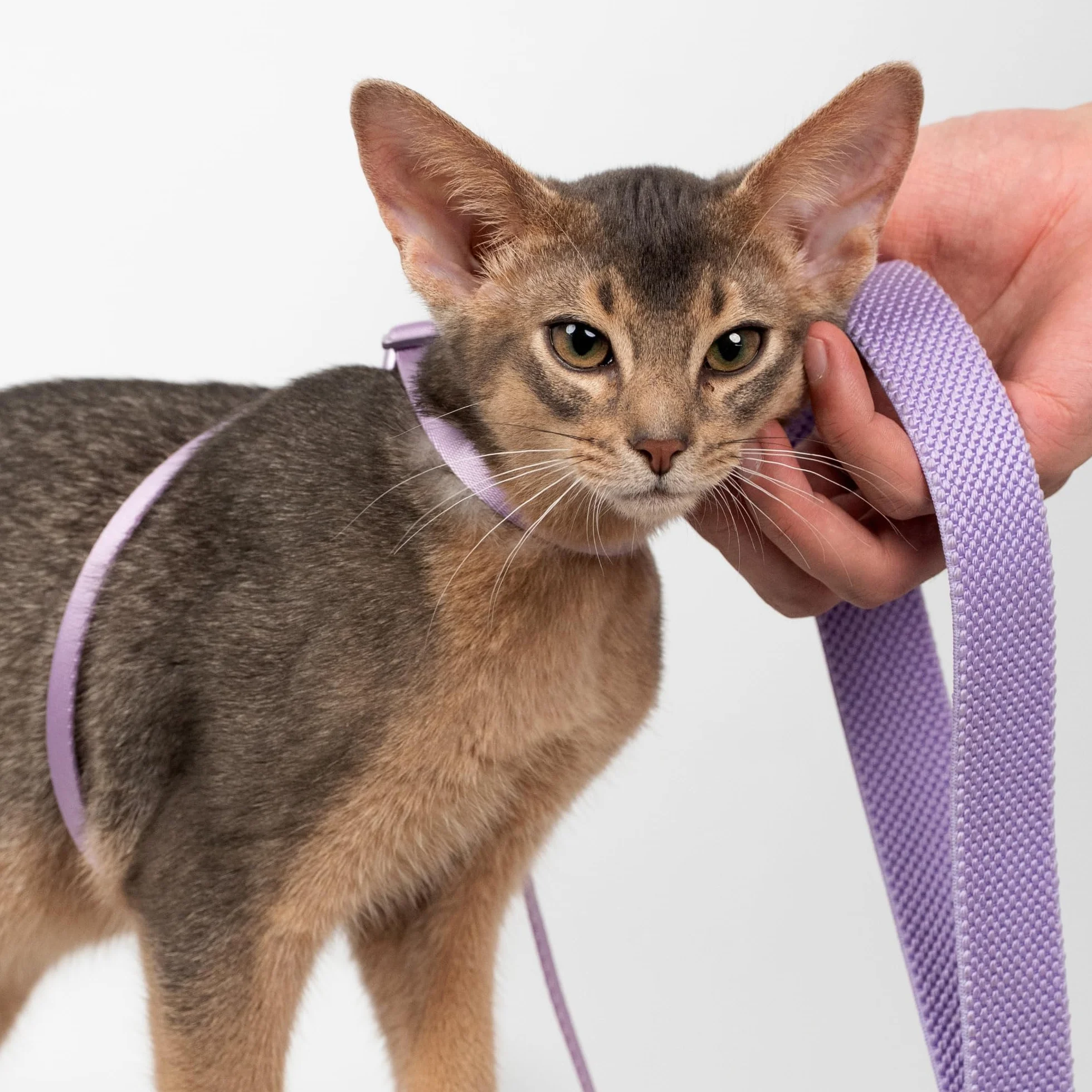 Harnais et laisse pour chat anti-fuite nylon rouge vif