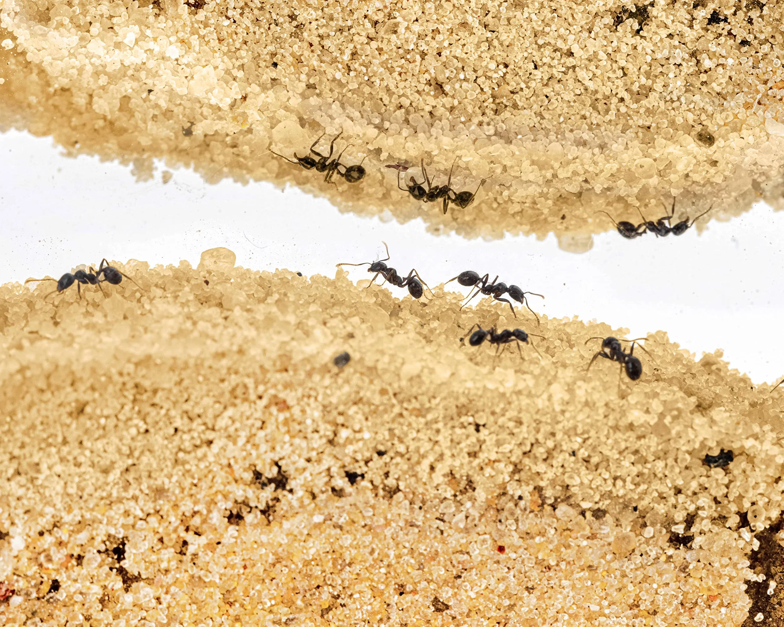 AntHouse Fourmilière Naturelle en Sable Kit Acrylique 15x15x1,5 cm Fourmis Incluses