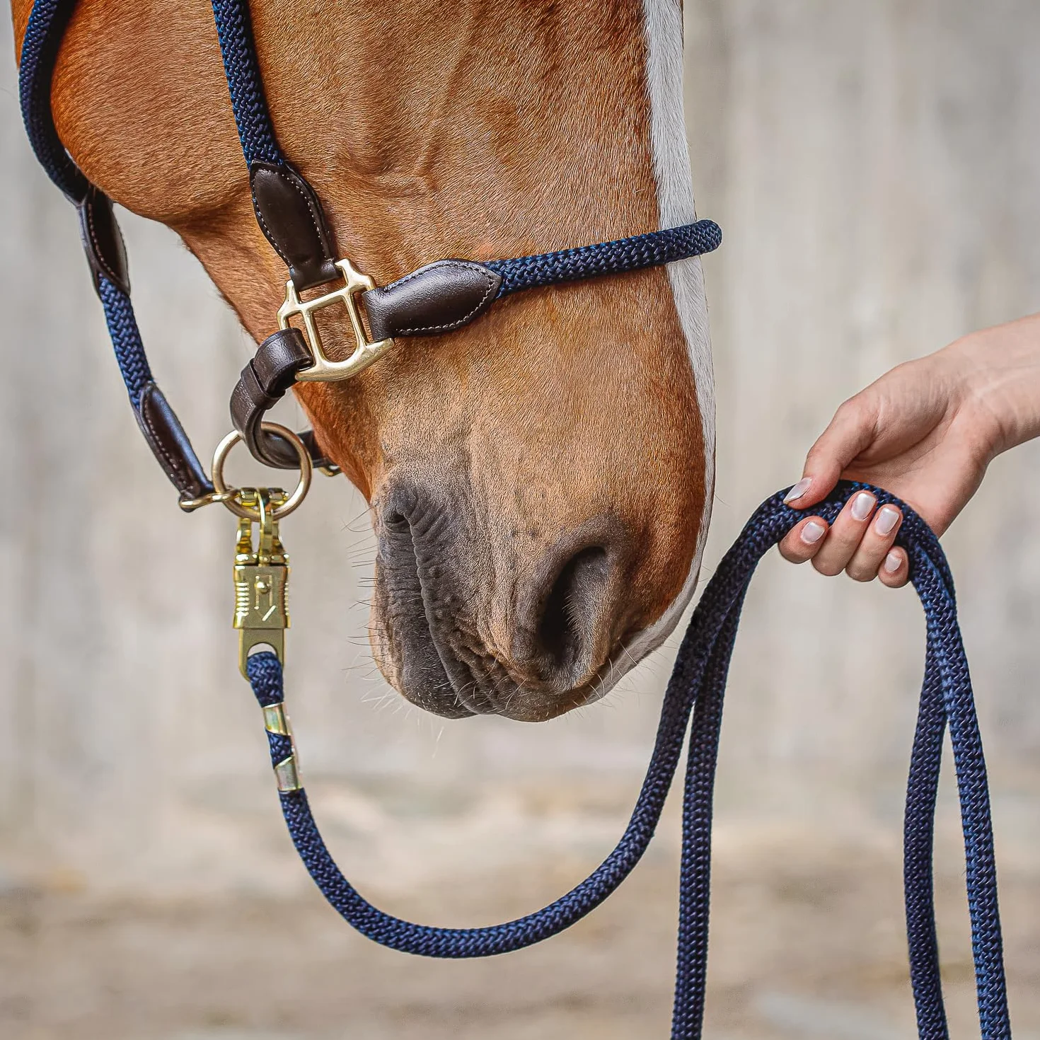 SUNRIDE Longe pour Cheval 2 m Mousqueton Panique Corde d'Attache Équitation Bleu