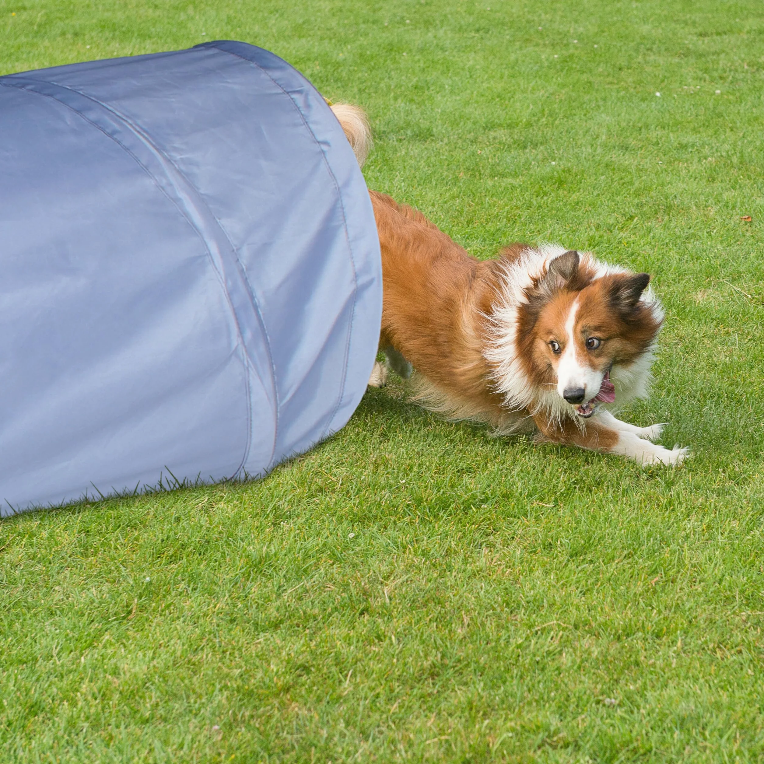 Relaxdays Tunnel d'agilité pour Chien 2 mètres 40 cm Pliable Gris