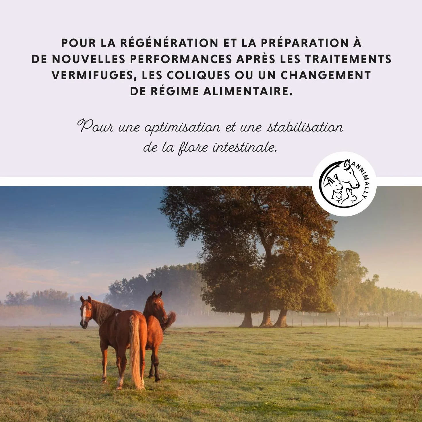 Poudre de probiotiques pour Chevaux 750 g avec levure Vivante Flore intestinale Saine