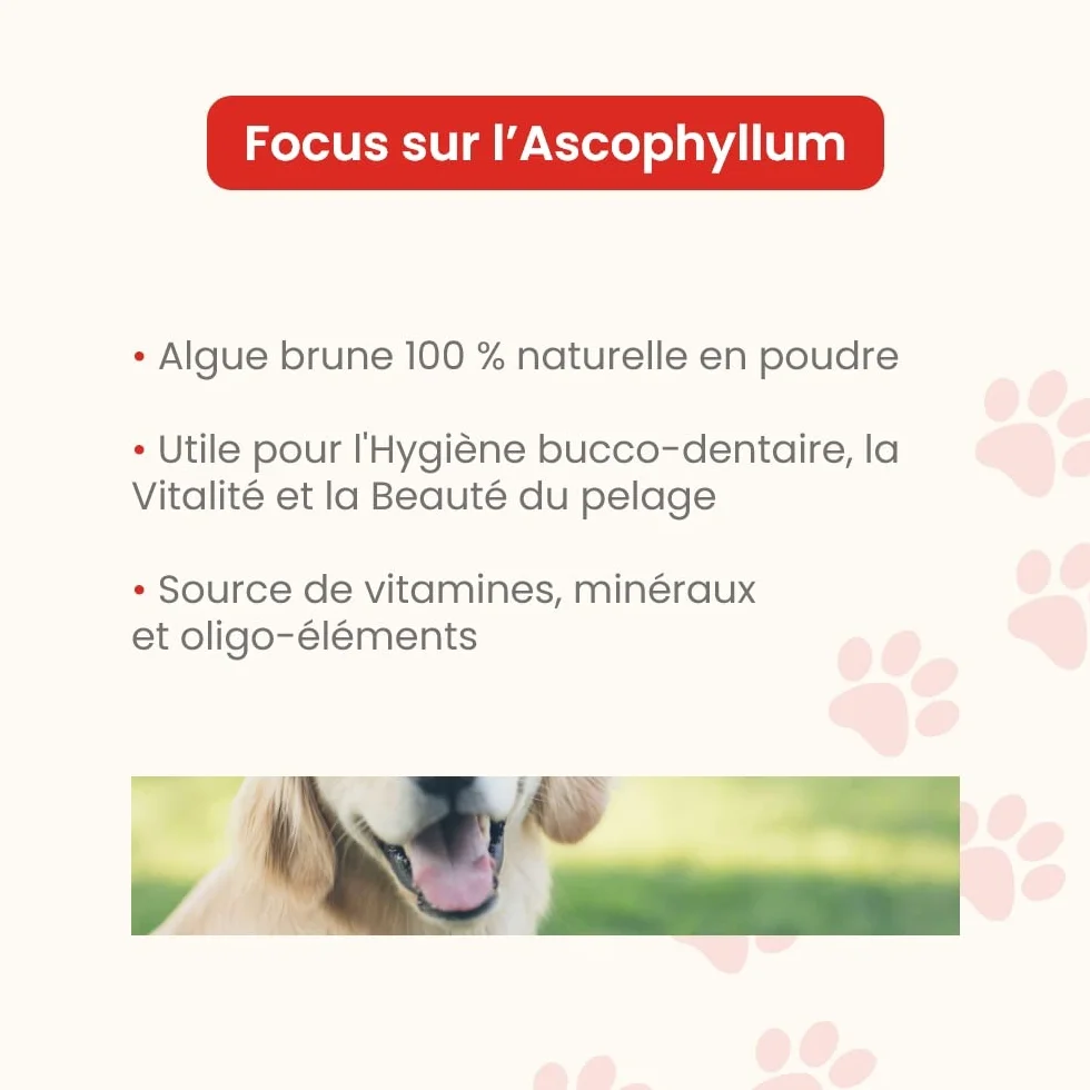 Ascophyllum nodosum en Poudre pour Chiens et Chats - Hygiène bucco-Dentaire - Pot 100 g - Développé en France