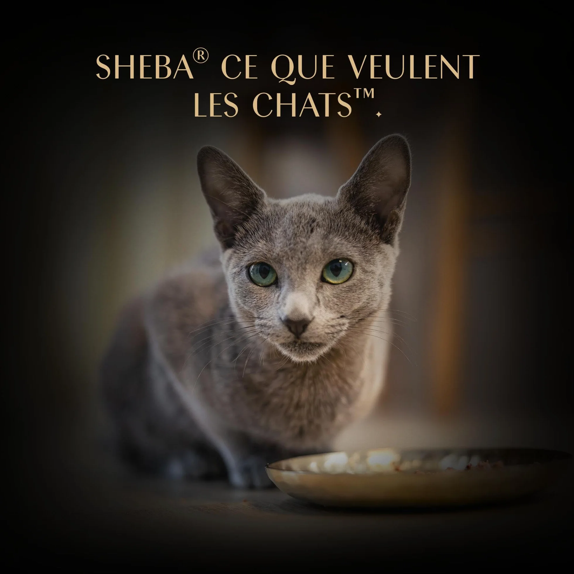 SHEBA Filets Nourriture pour Chat Adulte au Poulet et au Thon en Sauce, 32 x 60 g