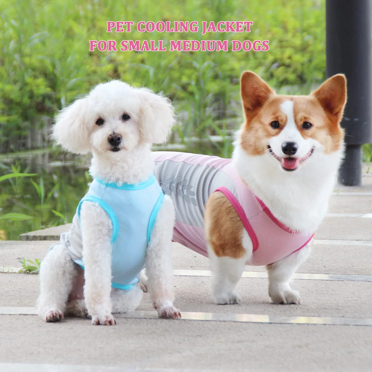Gilet rafraîchissant pour chien avec protection UV et bande réfléchissante, veste respirante été