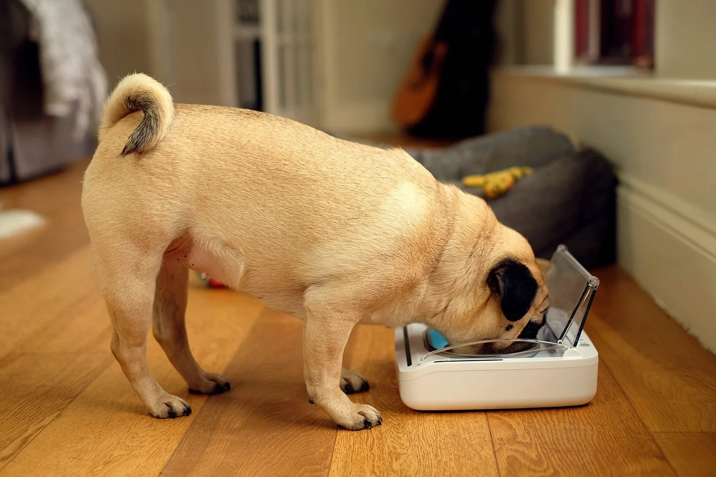 Sure PetCare SureFeed Bol hermétique pour Chats et Petits Chiens, Couvercle activé par le Mouvement, Blanc