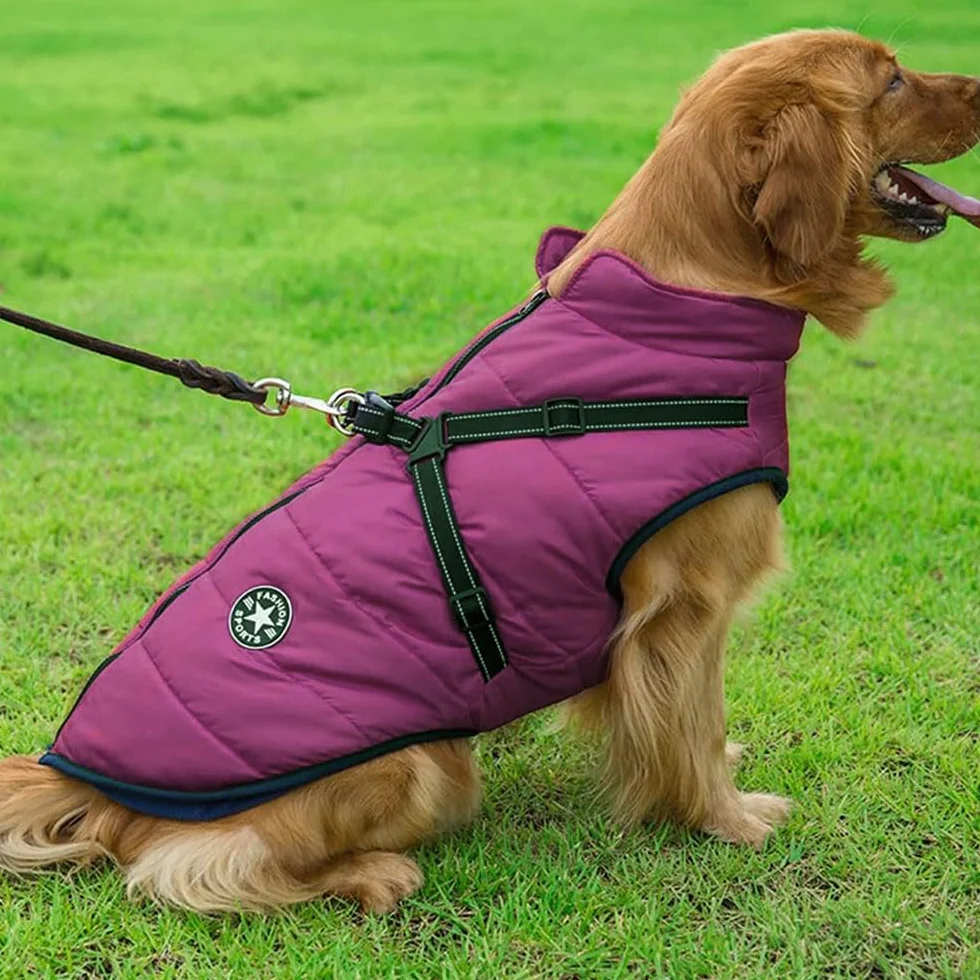 Manteau d'hiver imperméable pour chien avec harnais, bandes réfléchissantes, anneau en D durable, Violet 2XL