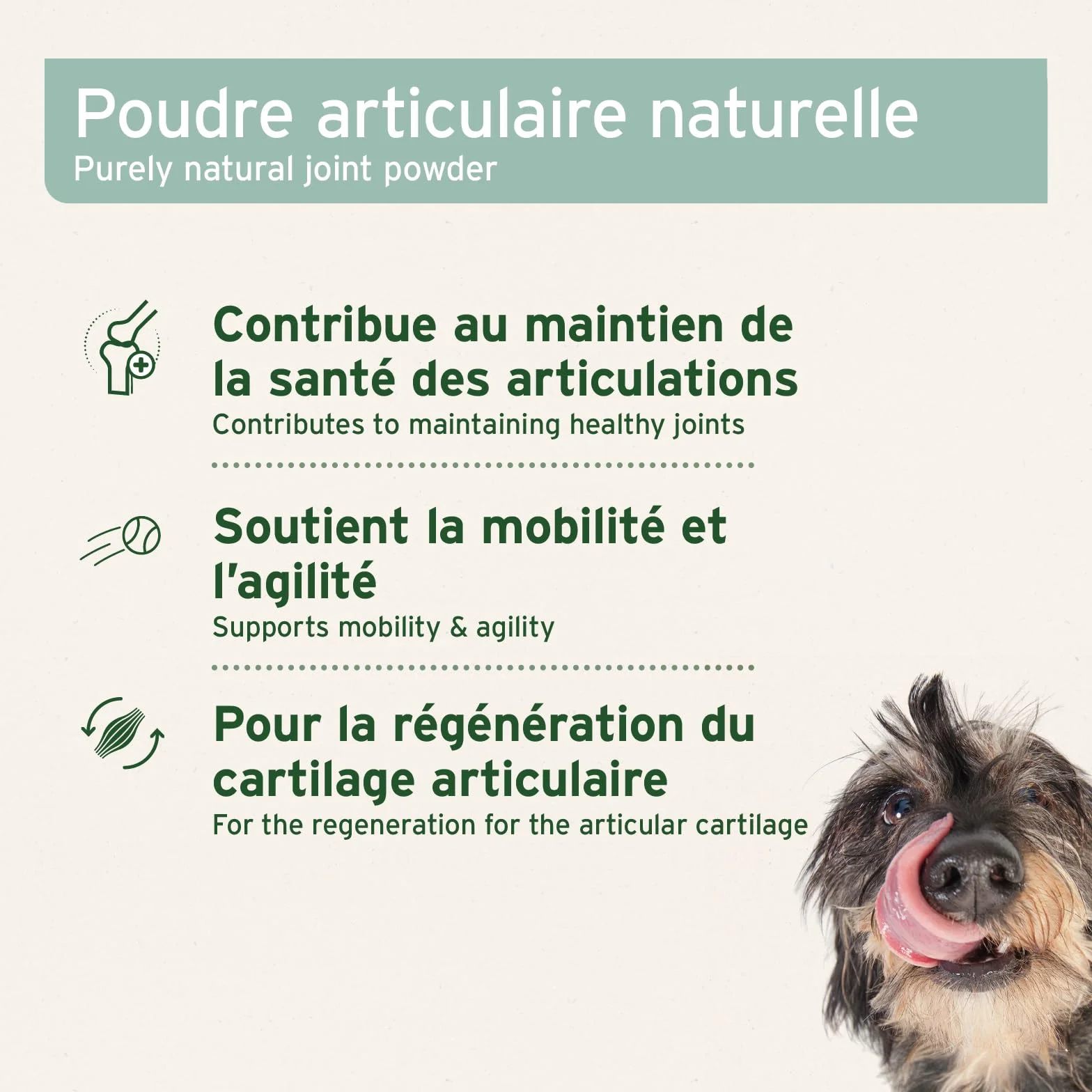 AniForte Poudre de Moules aux Orles Vertes 250 g pour Chiens & Chats – Soutien des Articulations