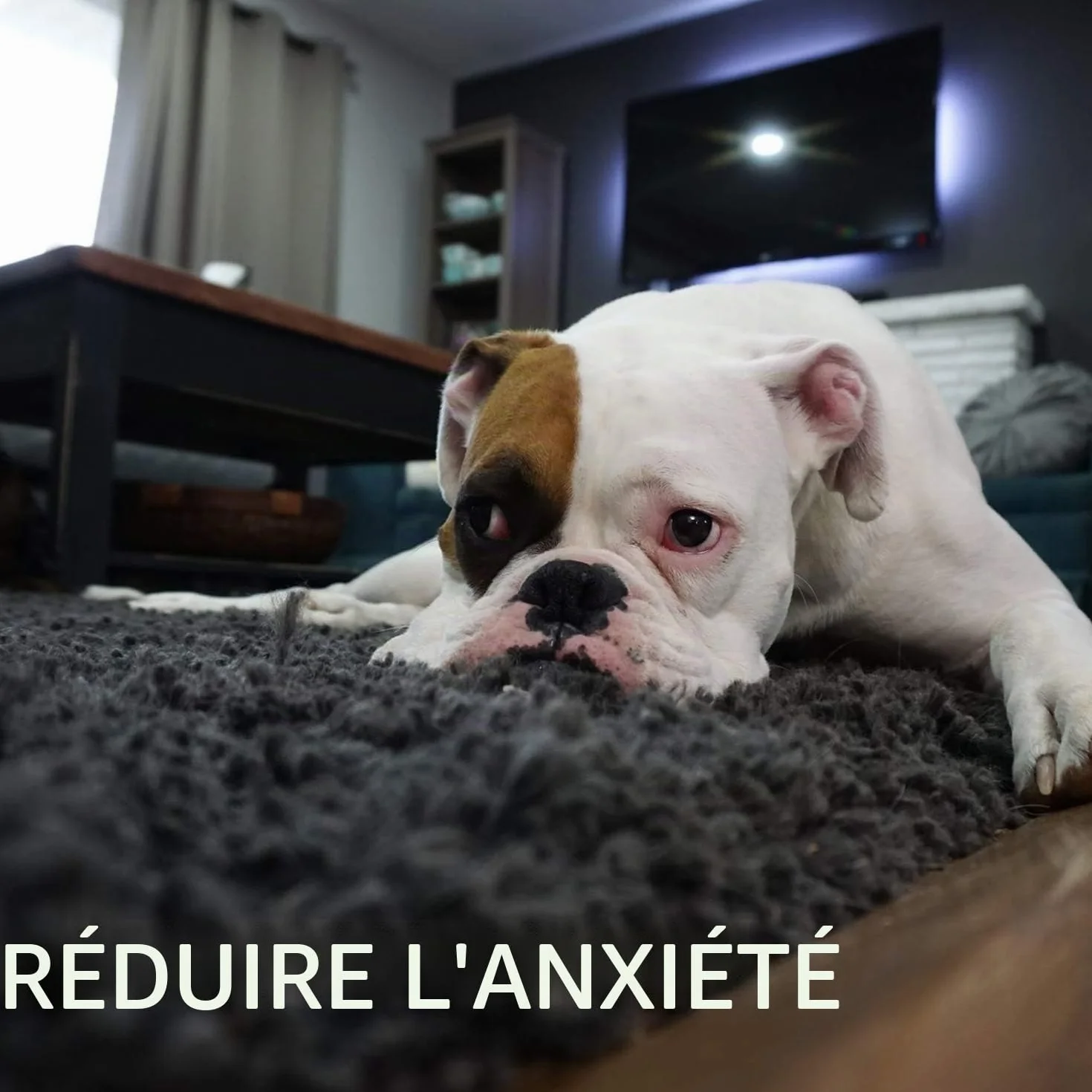 Toozey Jouet pour Chien 7 Jouets Durables Chiots Petits Chiens Peluche Non Toxique Coton Naturel