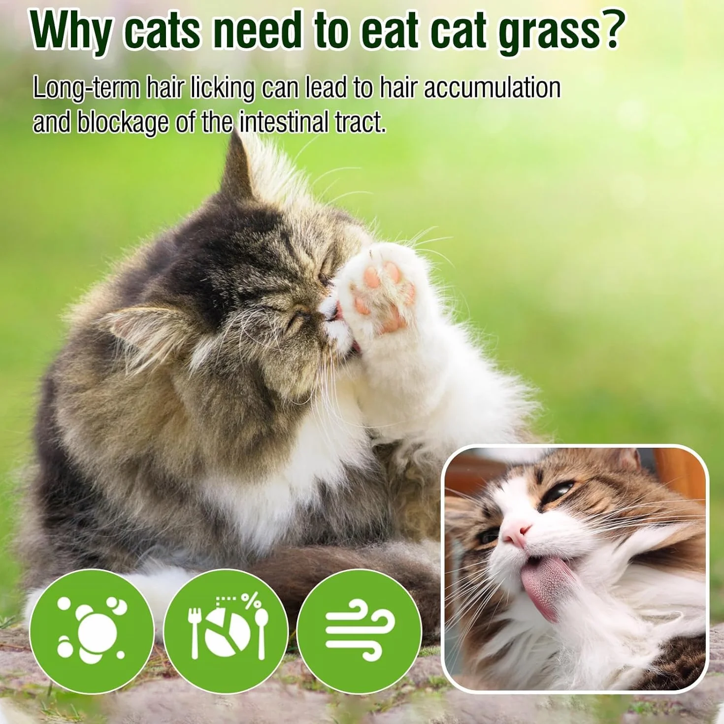 Bâton de Dentition d'herbe de Chat, Collations Comestibles pour Chats, Friandises Lyophilisées Nettoyeur de Dents 50g